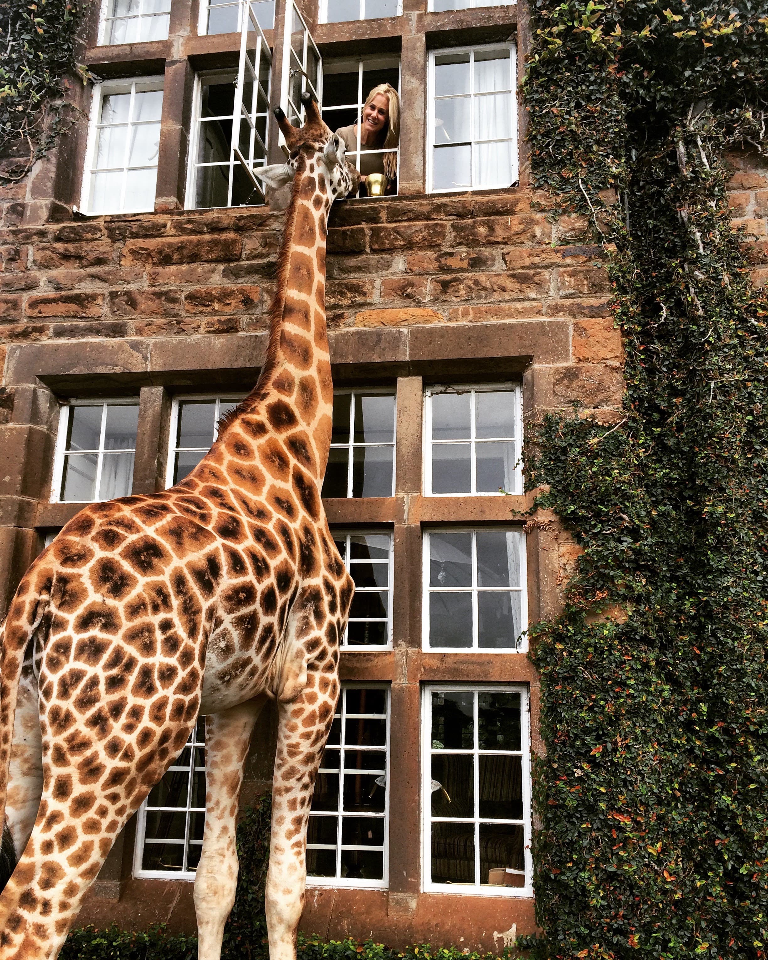 A giraffe is standing next to a brick building and interacting with a person who is leaning out the window on the second floor.