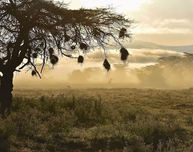 Silhouette of a tree in the mist.