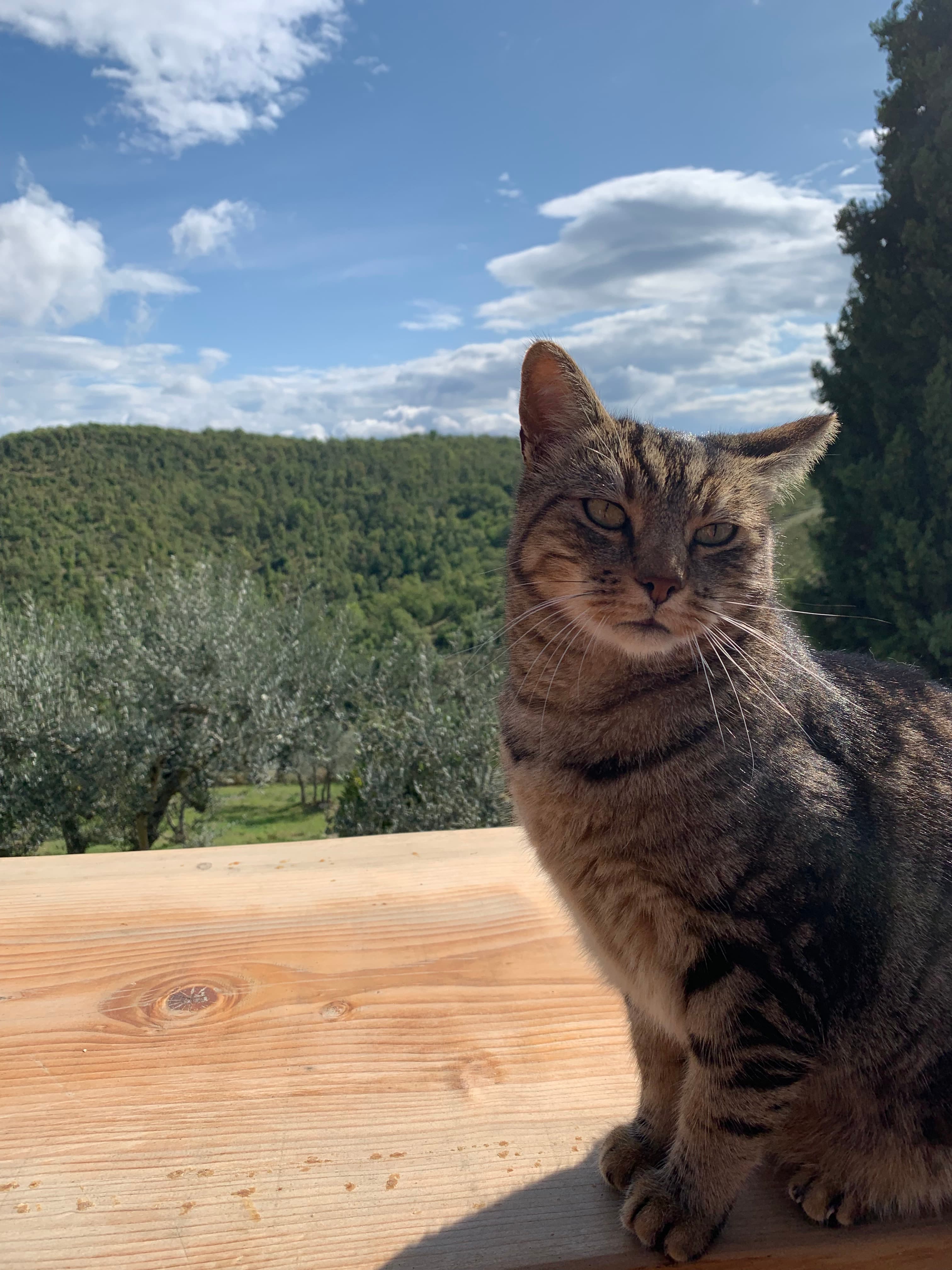 A cat outside with trees in the background. The sky is blue and full of clouds on a sunny day.