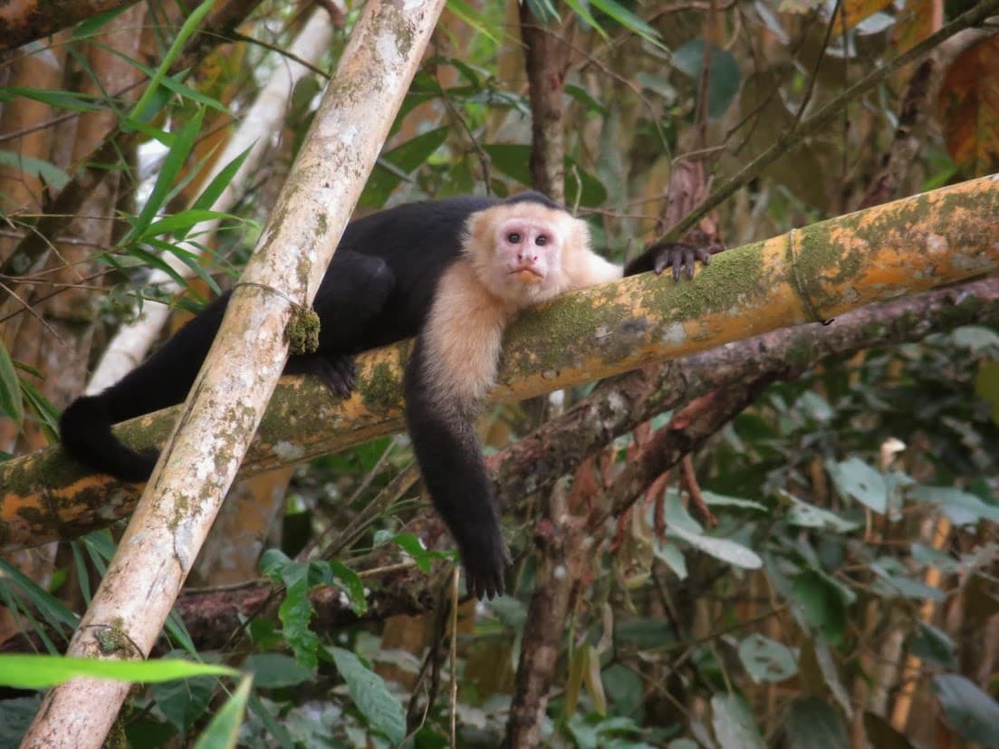 View of a small monkey resting on a tree branch in the jungle