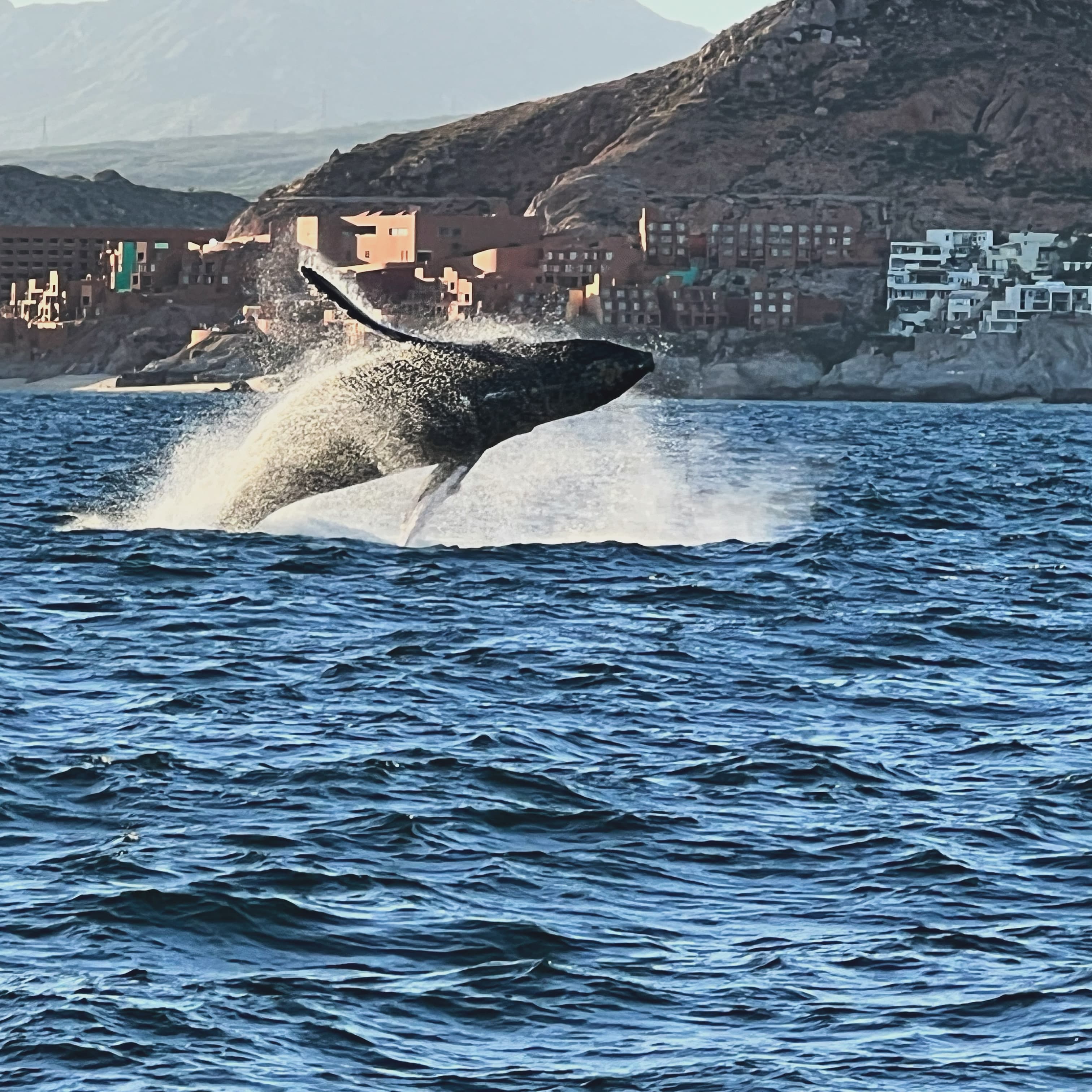 A whale swimming up and out of the water in front of mountains and a small town.