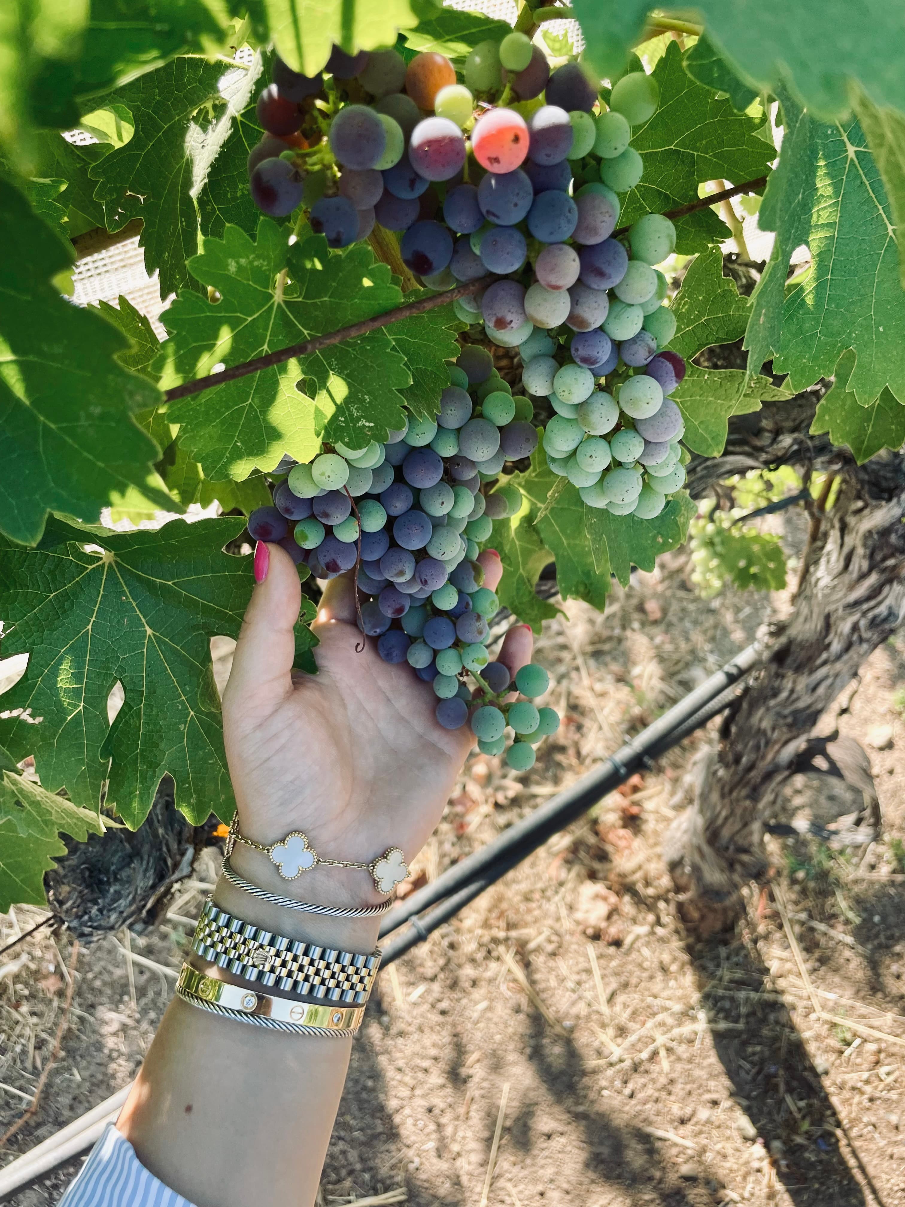 Advisor in a vineyard with grapes during the day.