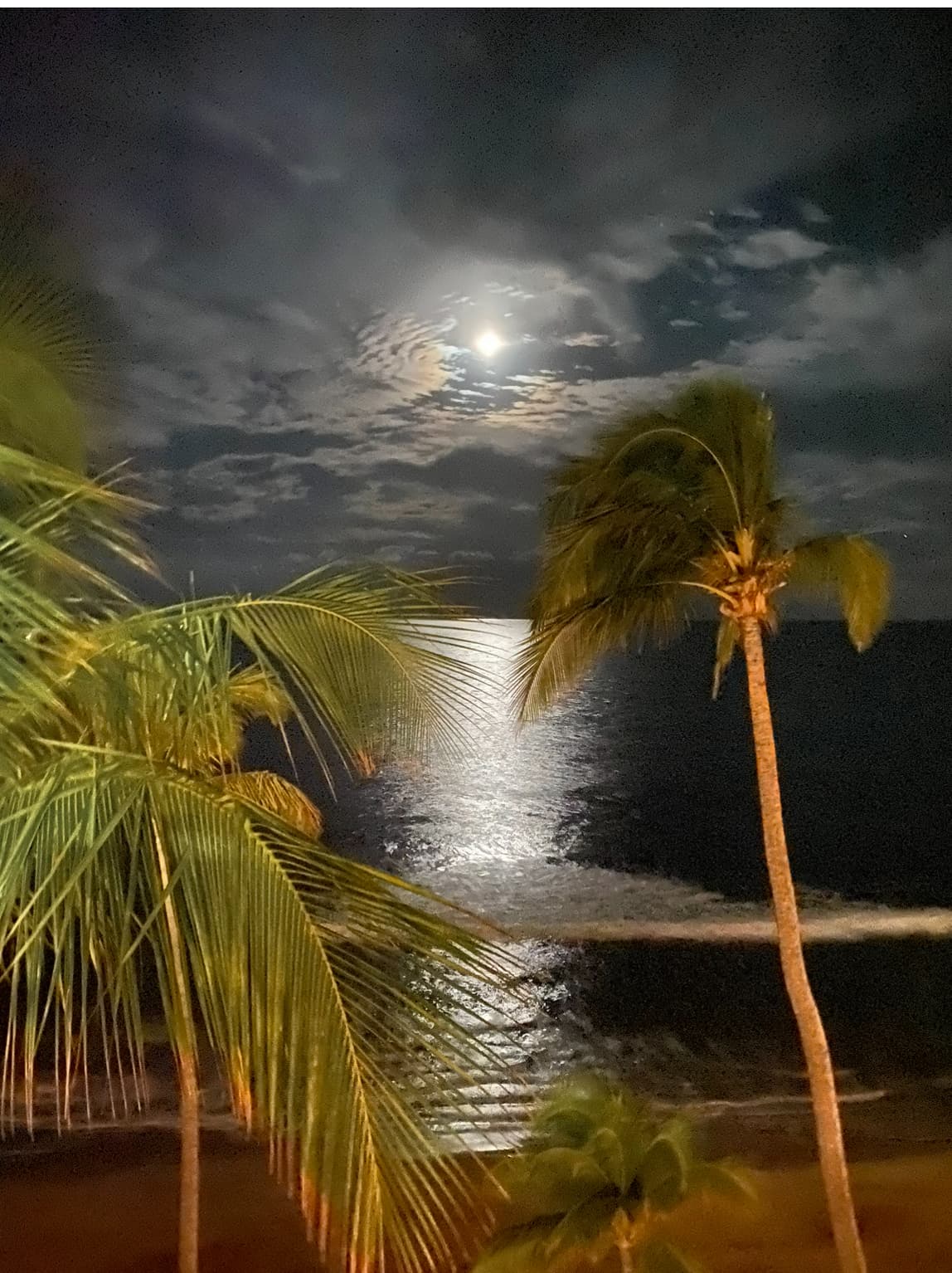 Palm trees sway gently in the breeze on a bright evening as the moon reflects off the ocean waves.