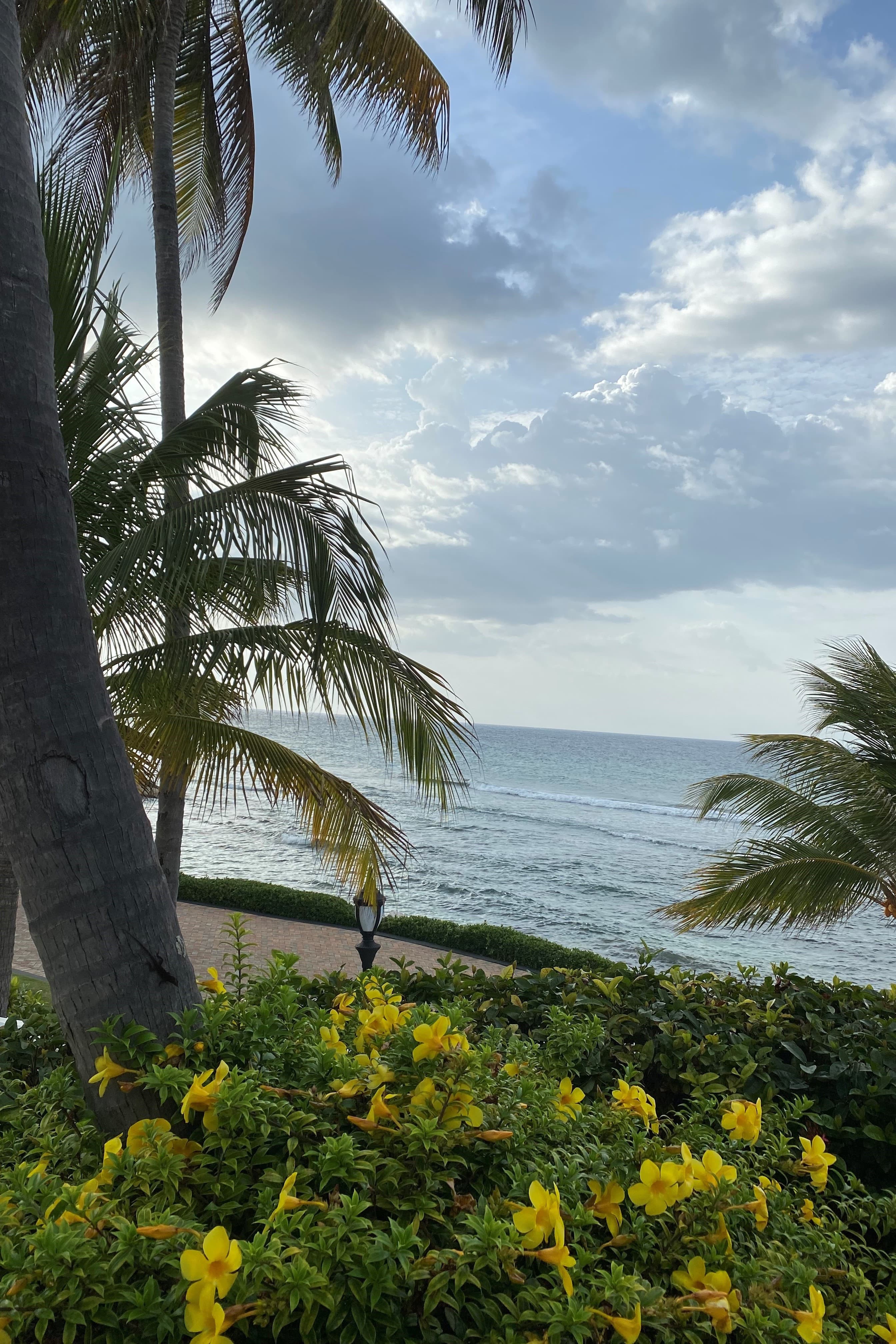 View of the sea seen through palm trees and a yellow flowering plant