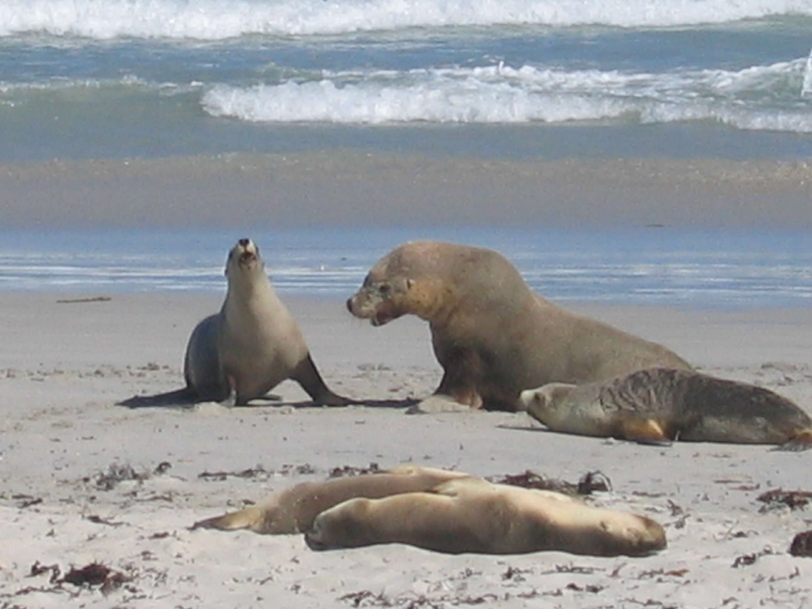 A view of seals on the beach on a sunny day.