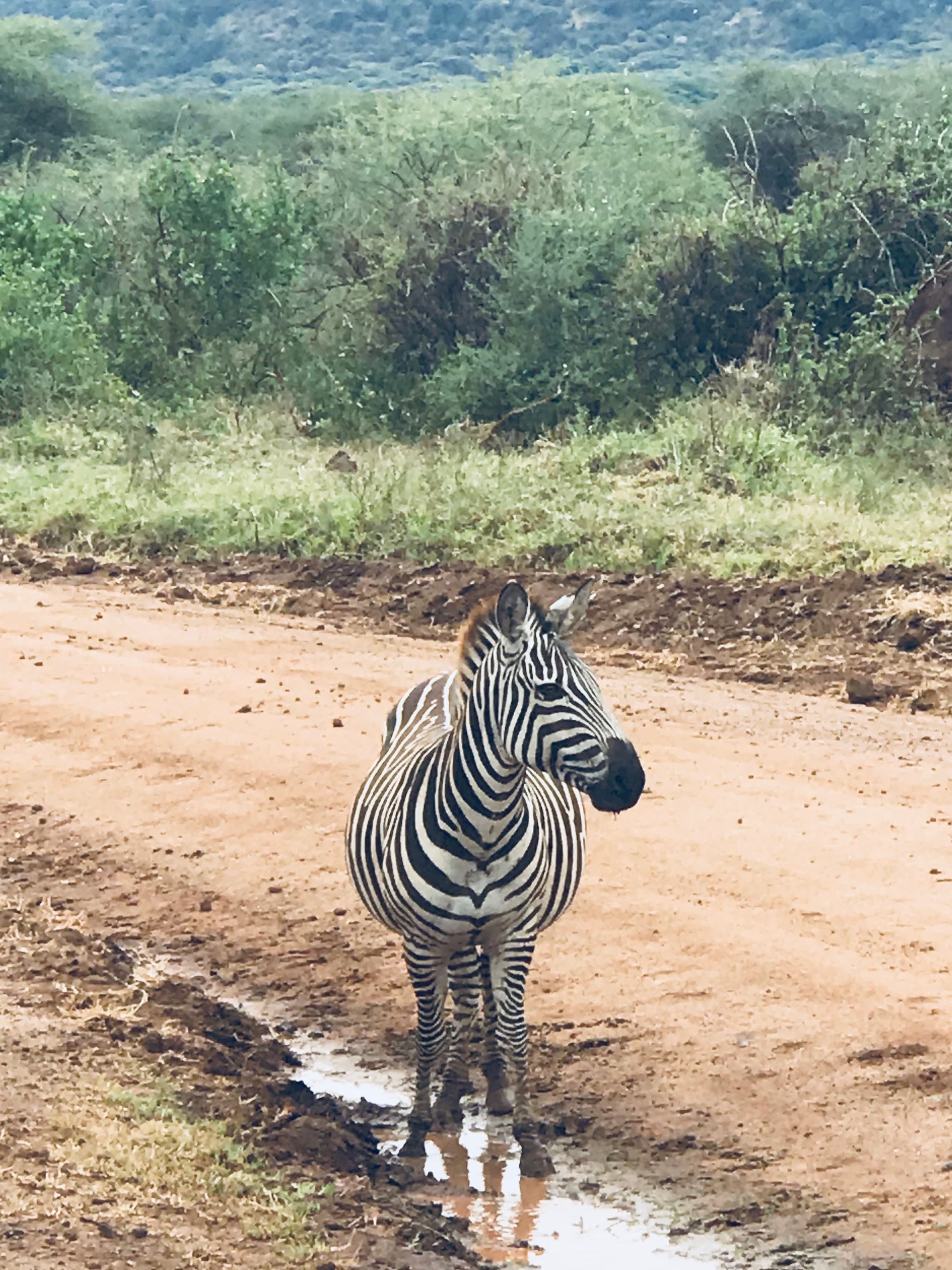 View of a zebra on a dirt path in the wild