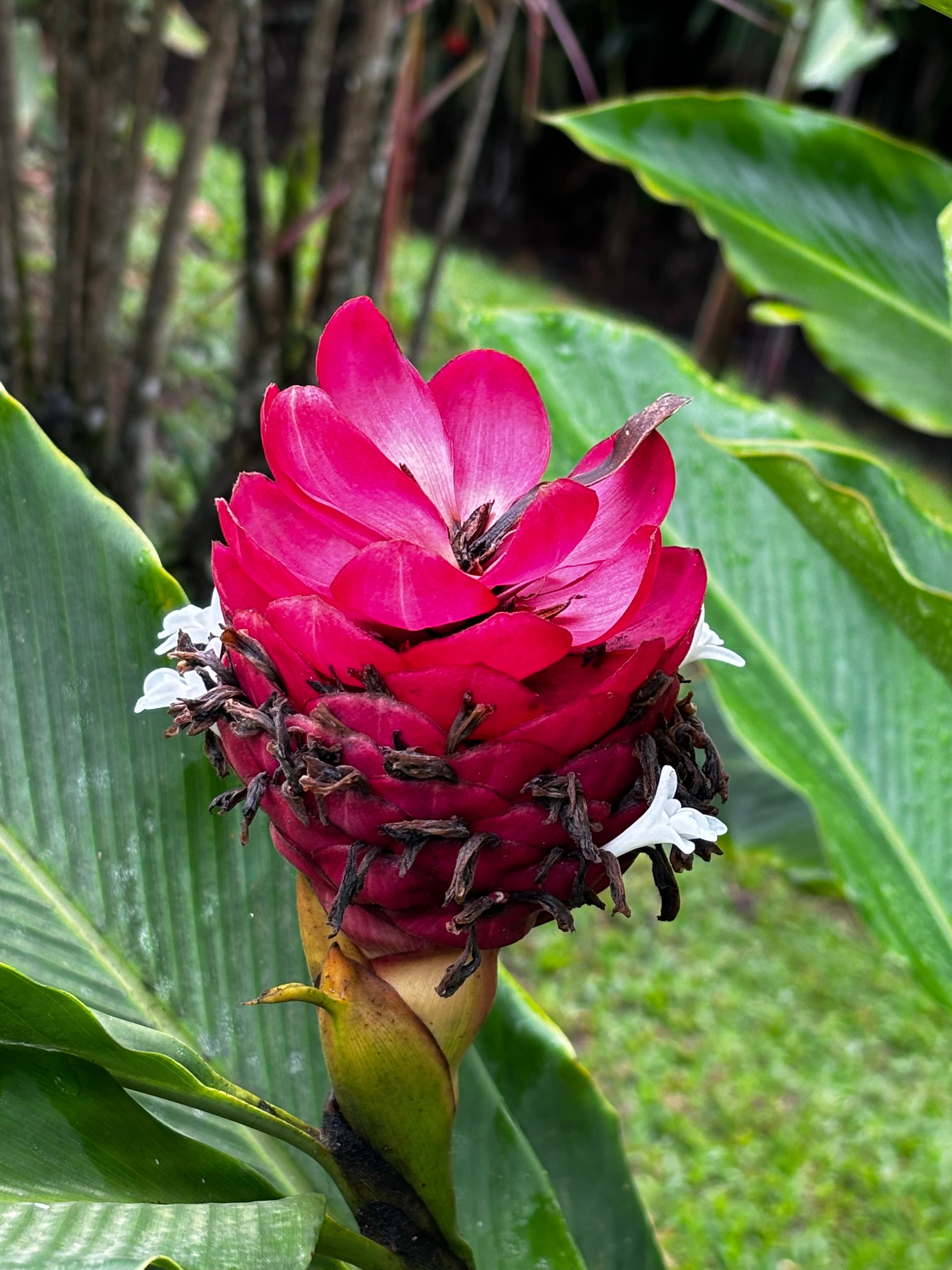 Close up view of a beautiful pink flower