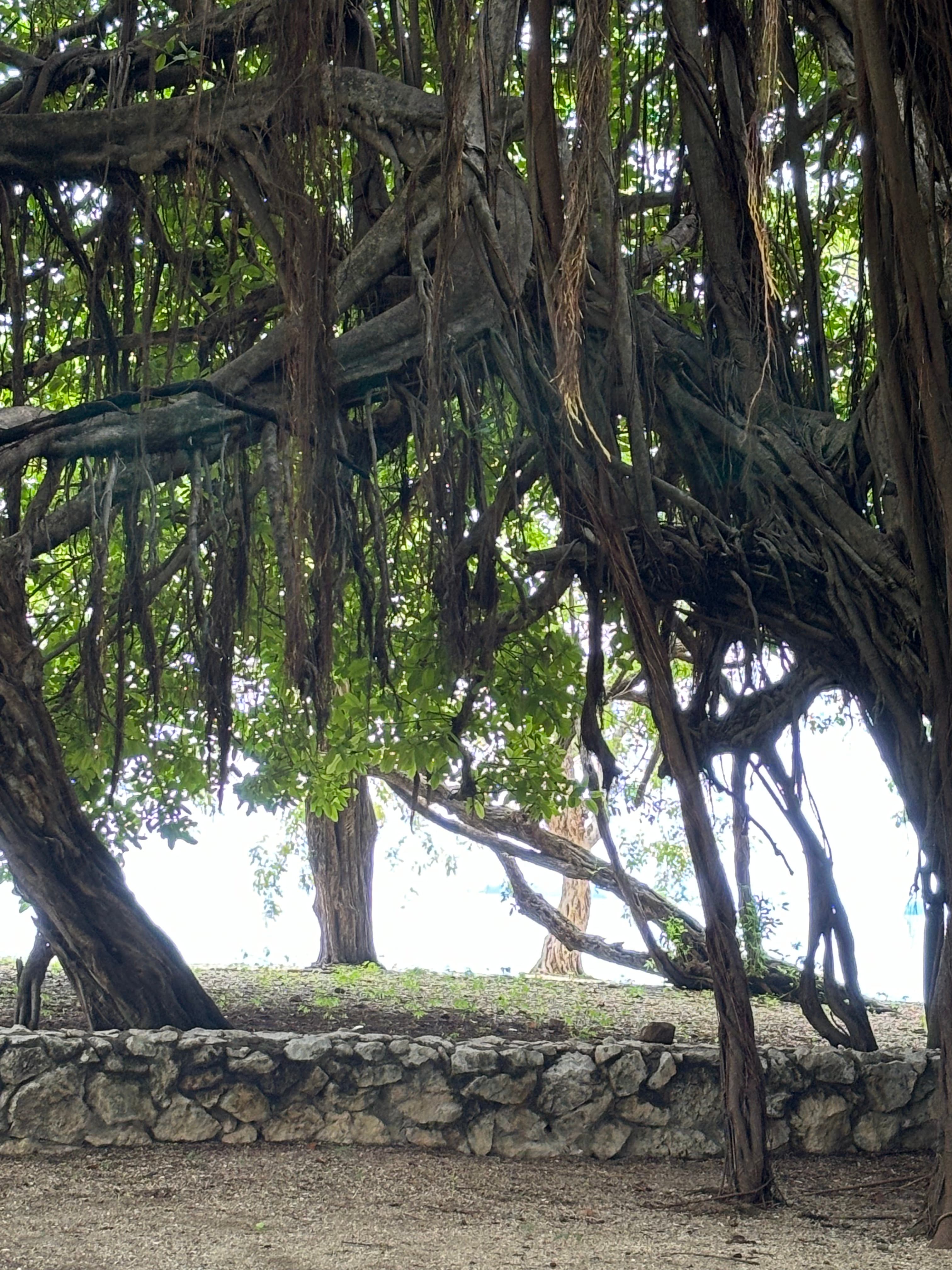 View of a large tree with twisted branches and a small stone wall below