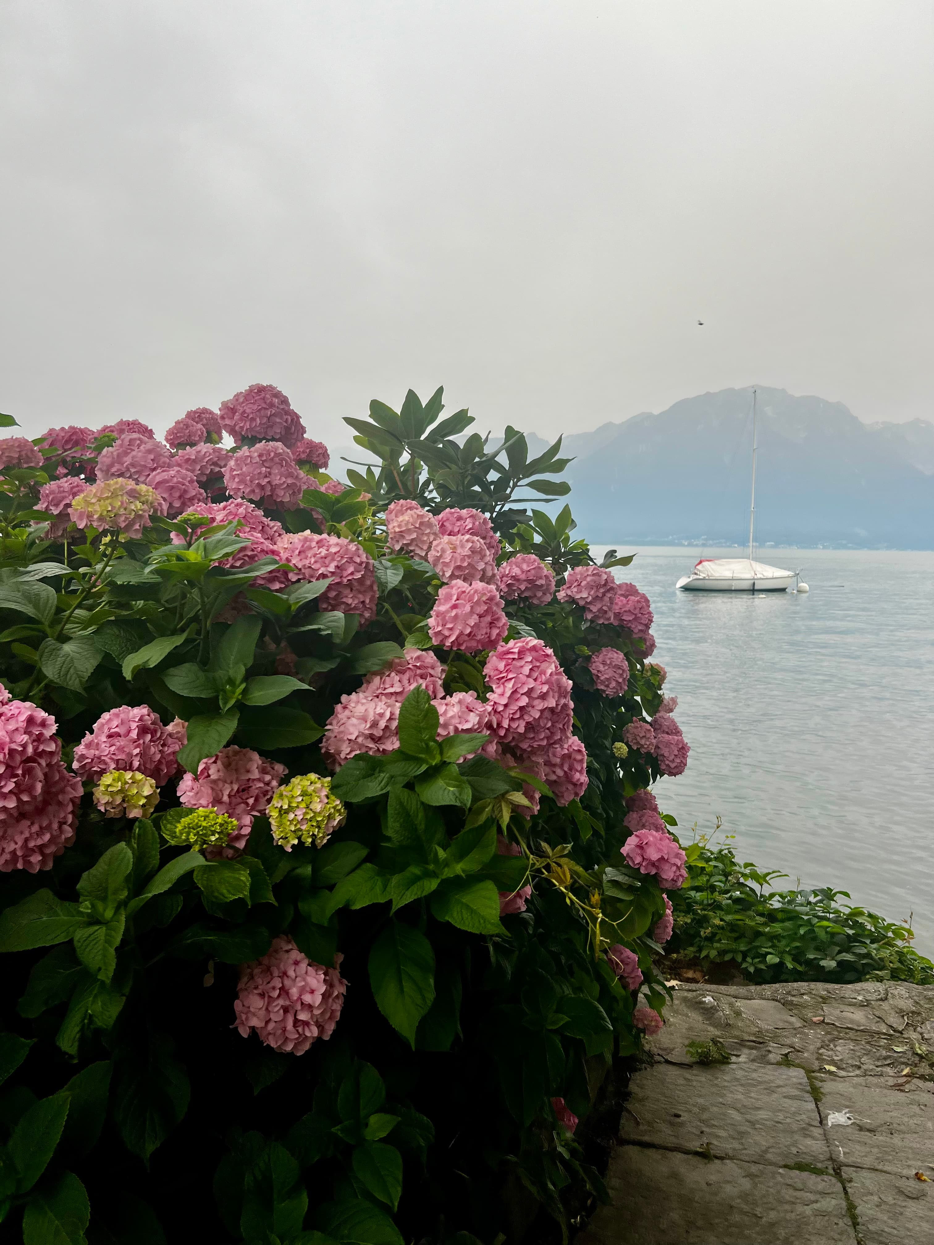 View of a pink flowering bush beside the sea with a boat seen floating offshore on a cloudy day