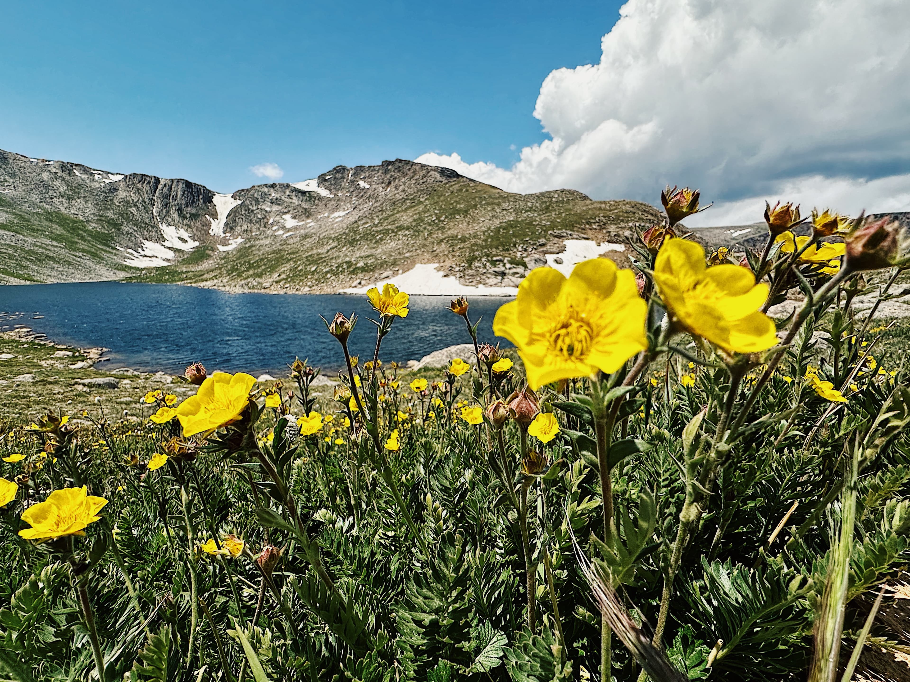 Yellow wildflowers in front of mountainous terrain and a lake.