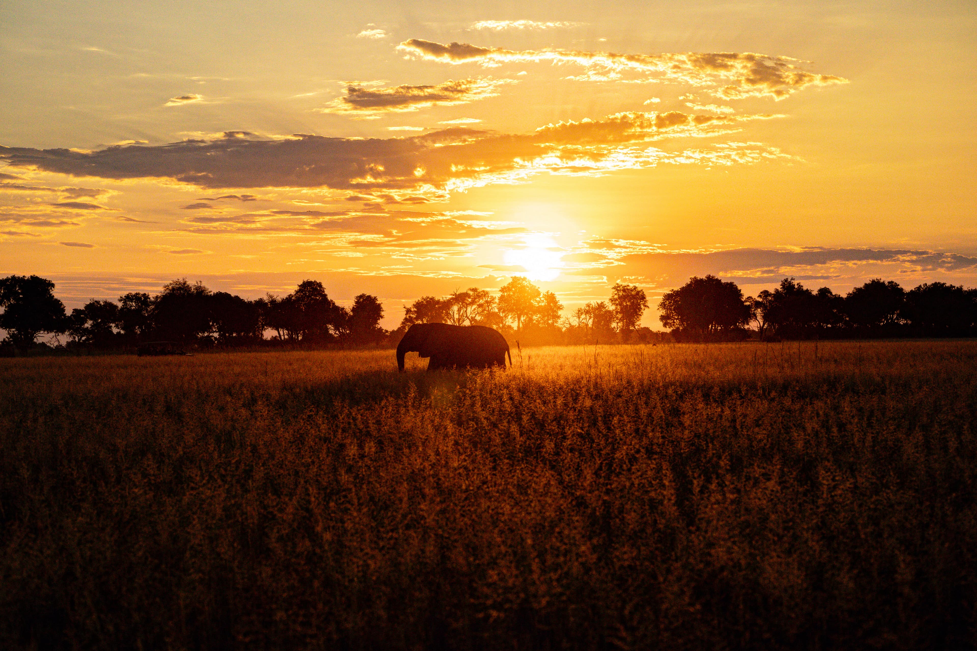 A stunning sunset view over an open field with an elephant in the middle of the frame.
