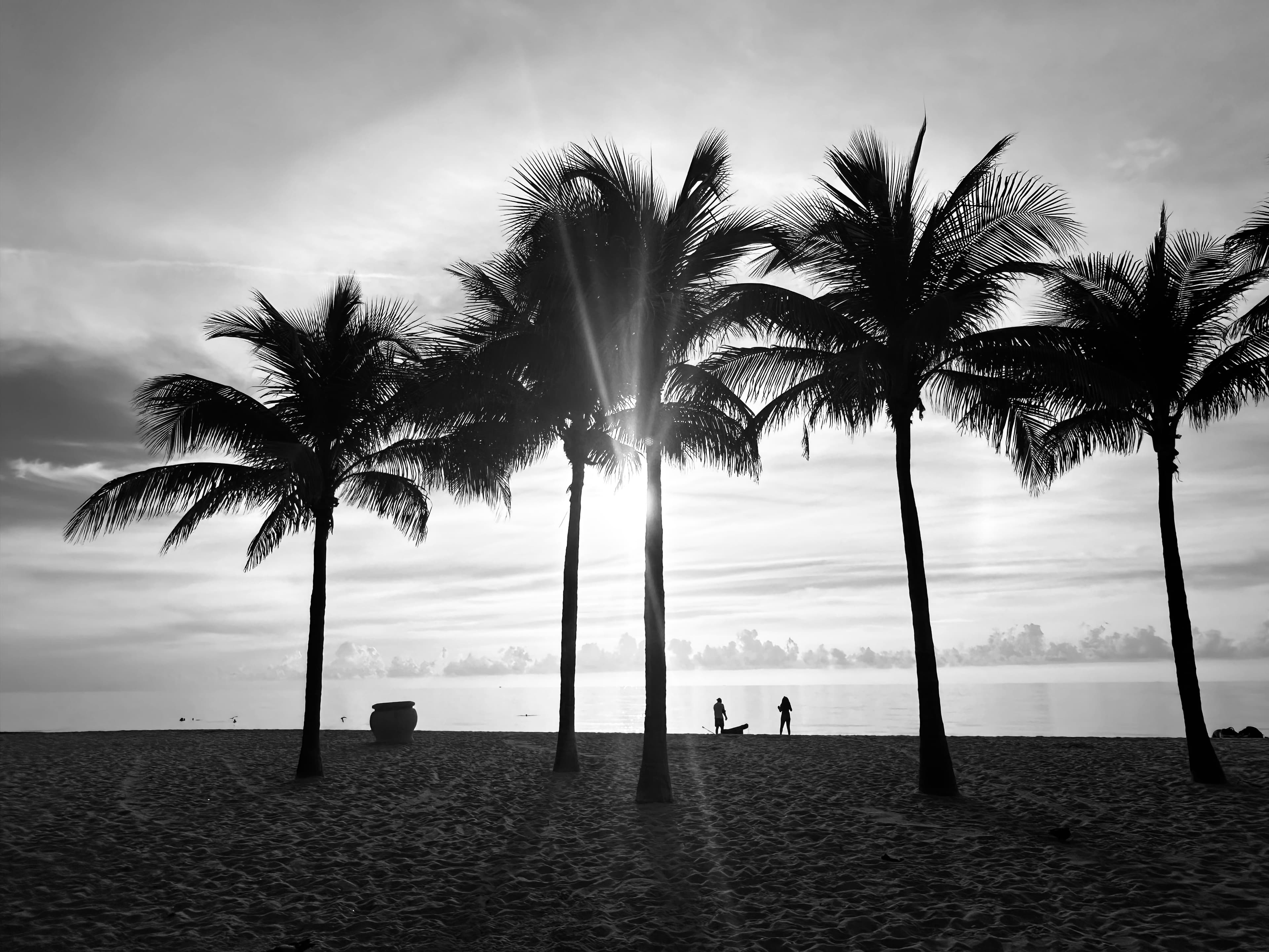 Black and white photo of palm trees on the beach