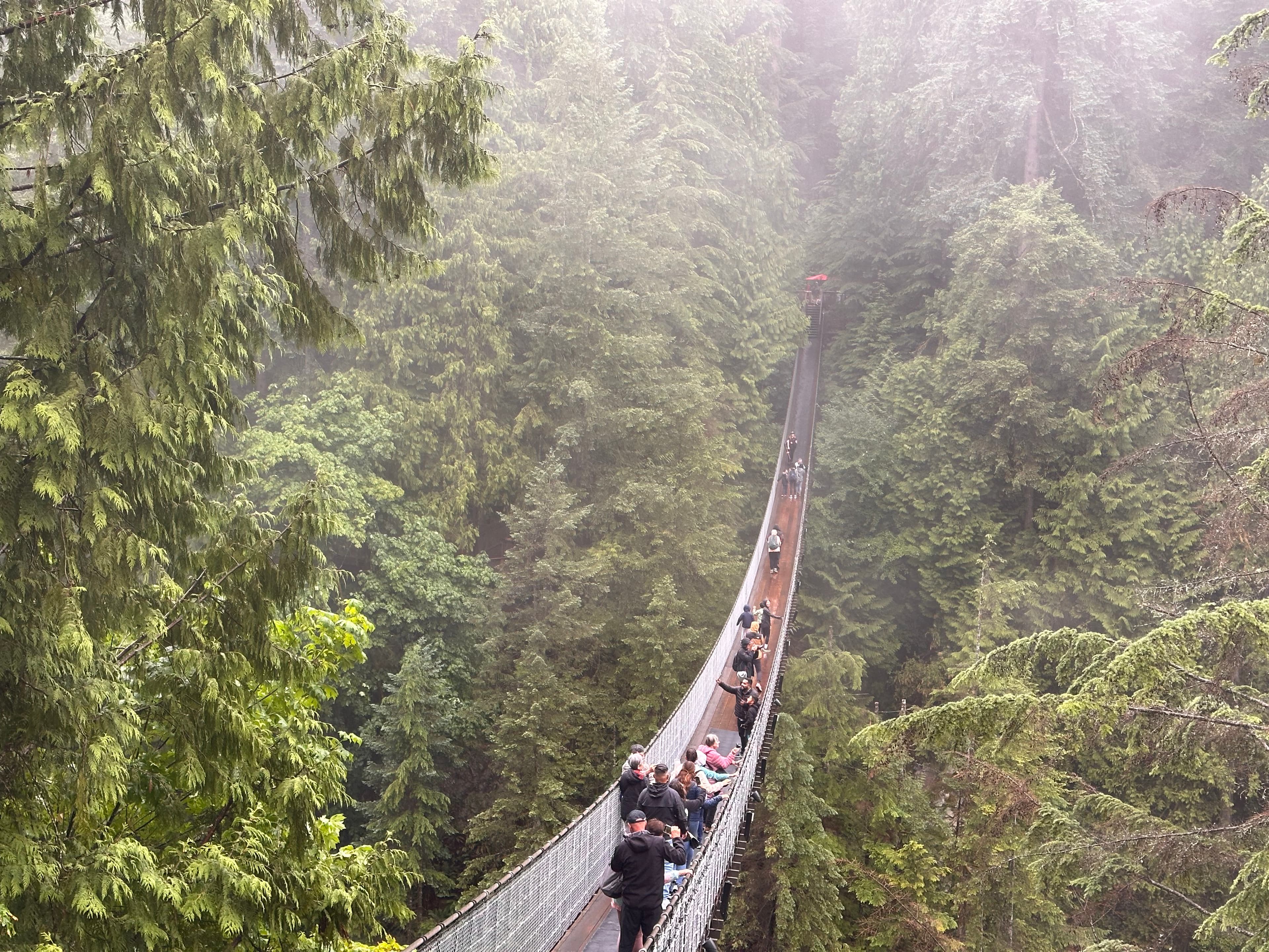 View of a narrow suspended bridge in a dense jungle