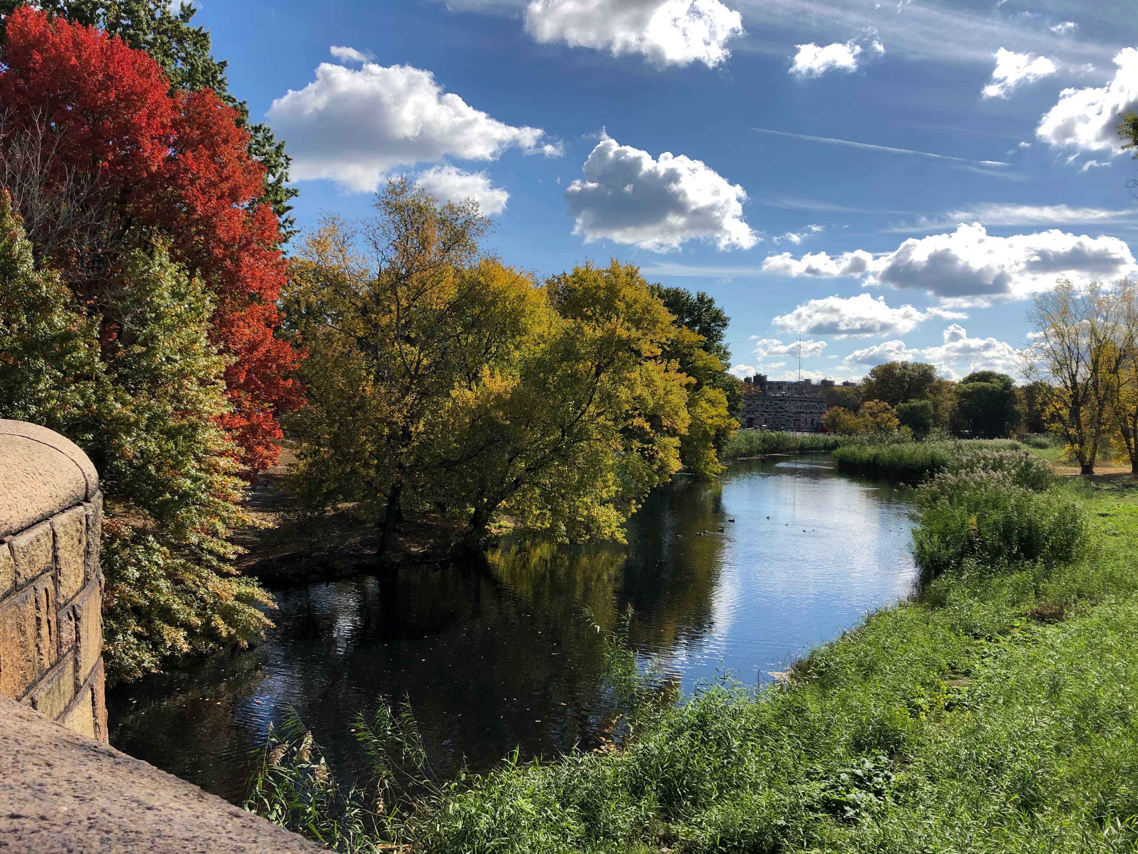 Pretty view of a river in a park with a red tree in the foreground on a sunny day