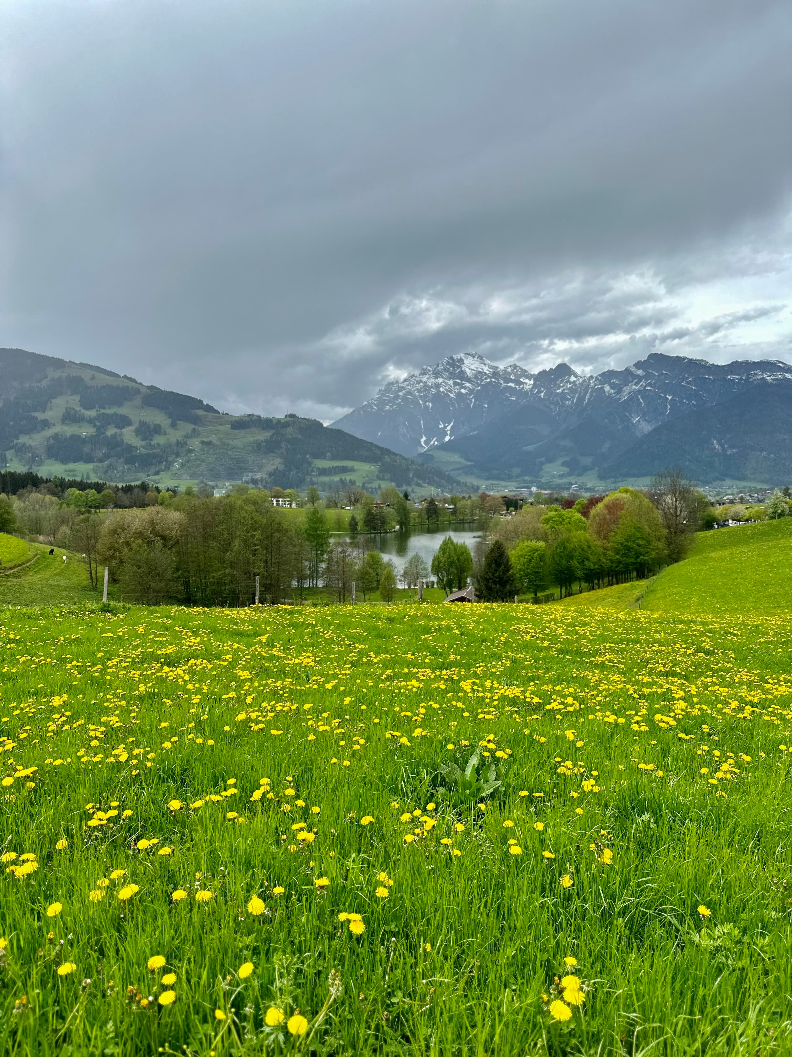 A grass field full of small yellow flowers
