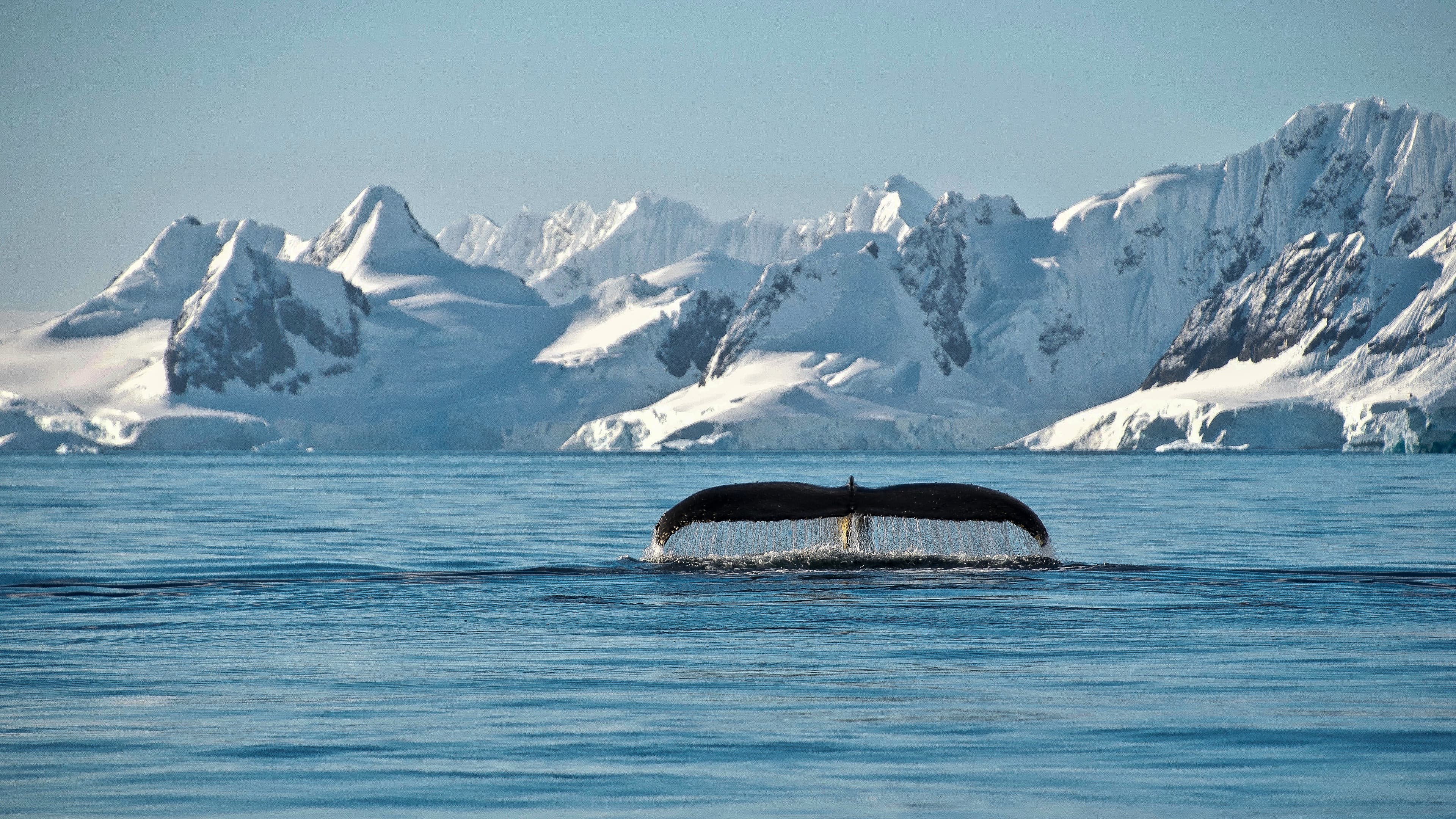A humpback whale surfaces in the water, gracefully near majestic ice-capped mountains.