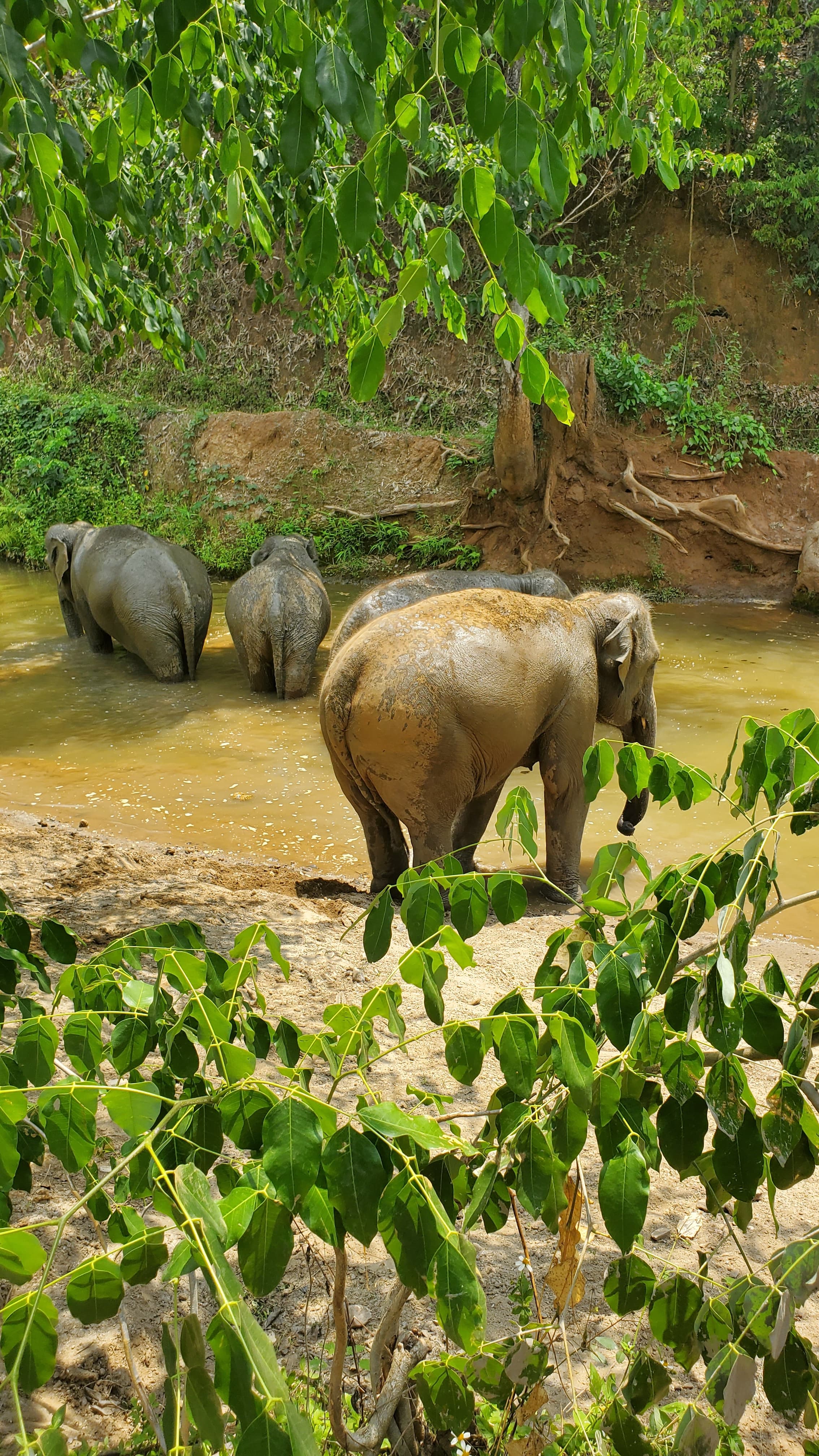 View of large elephants seen in the their natural habitat