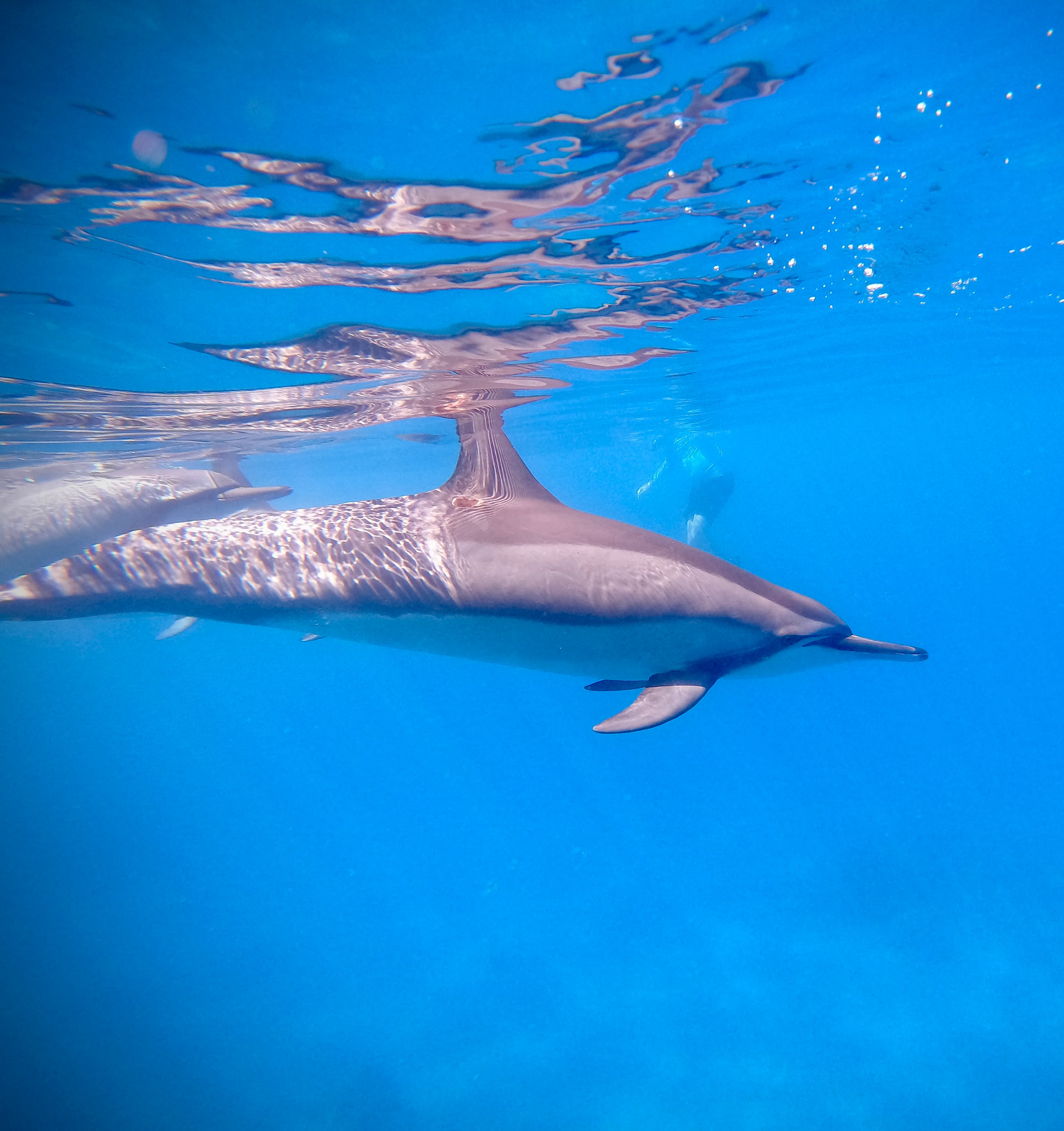 A dolphin in a clear blue ocean.