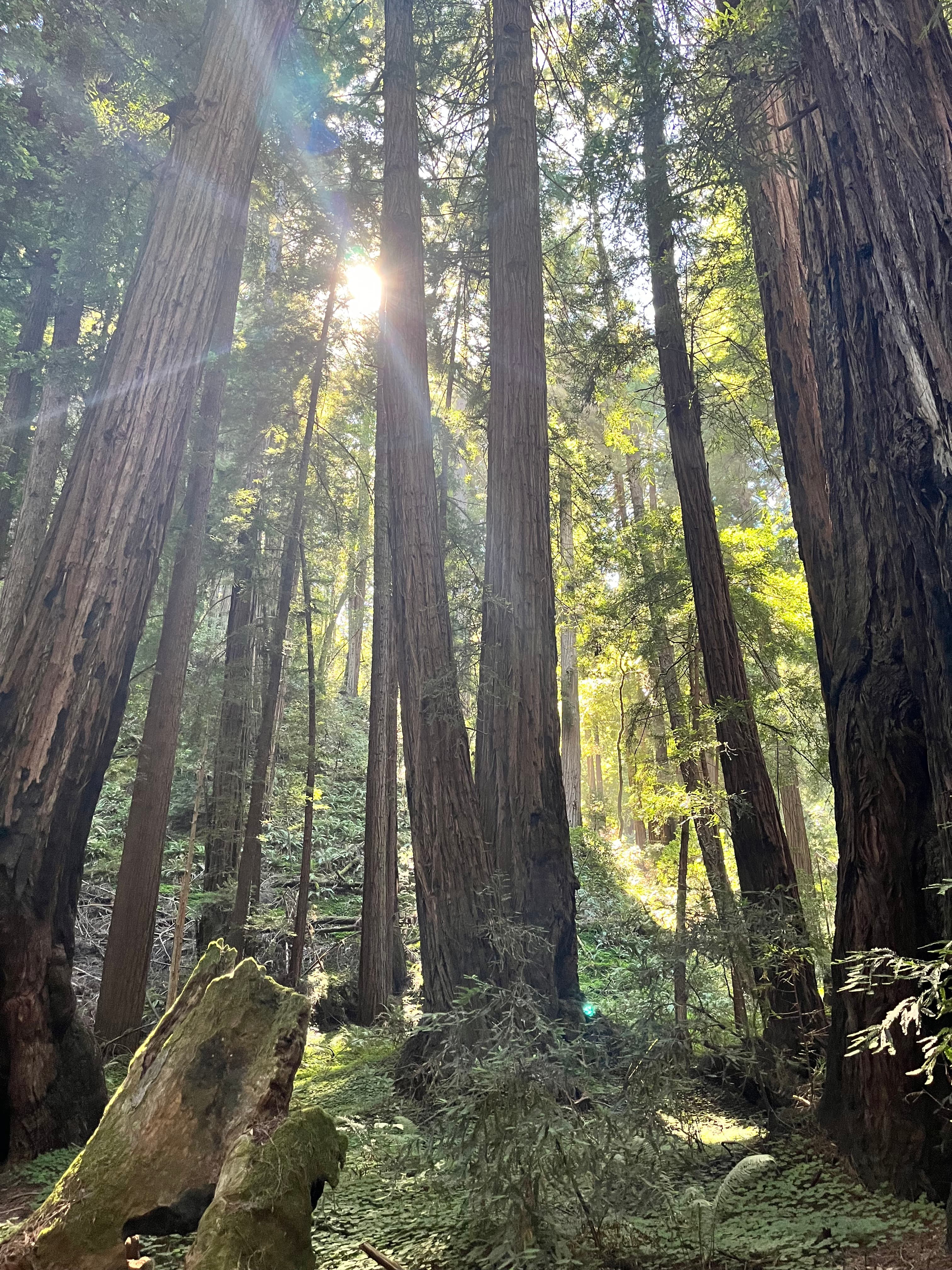 Sunlight through the forest.