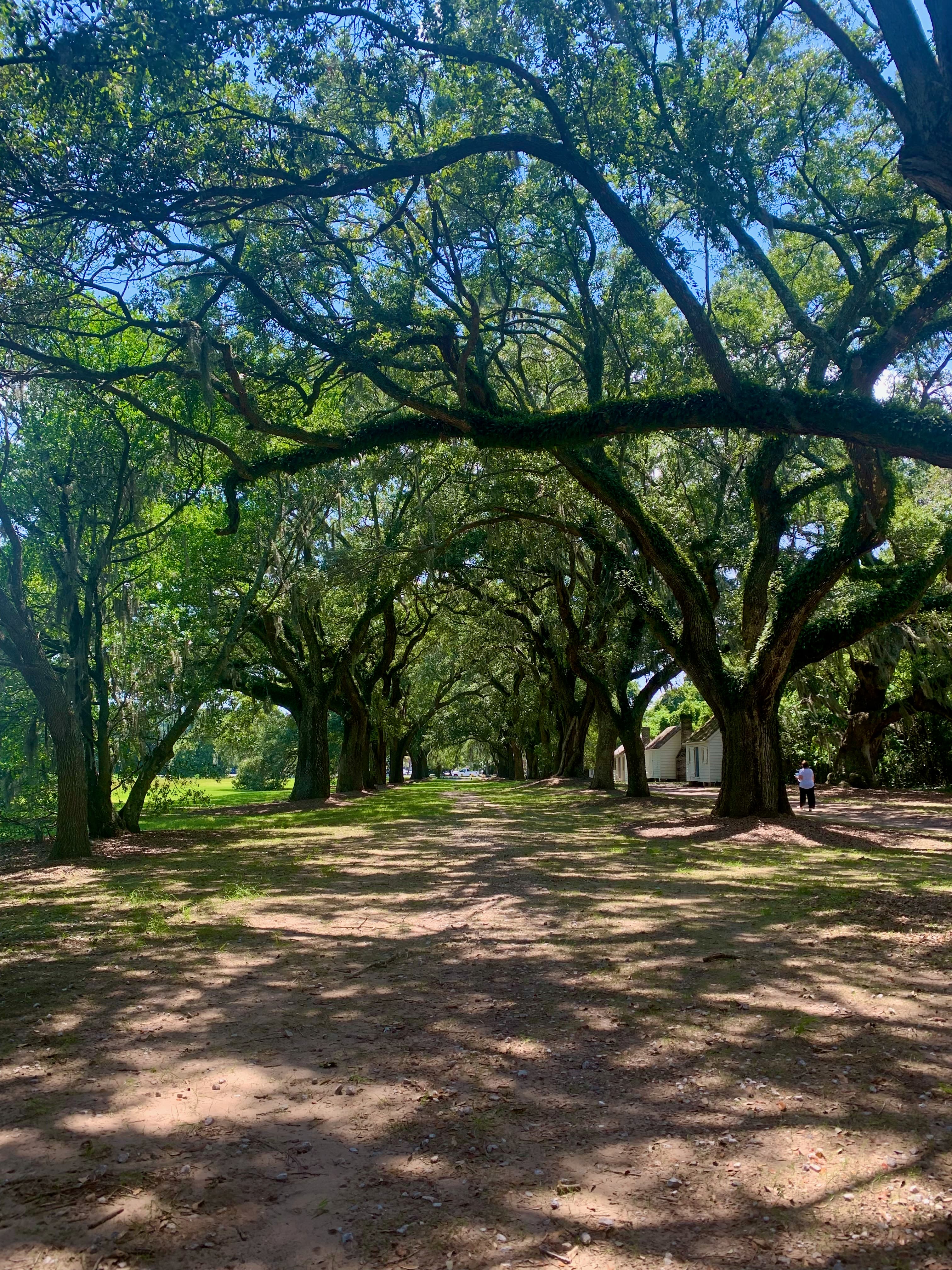 View of a dirt path underneath tree branches on a sunny day