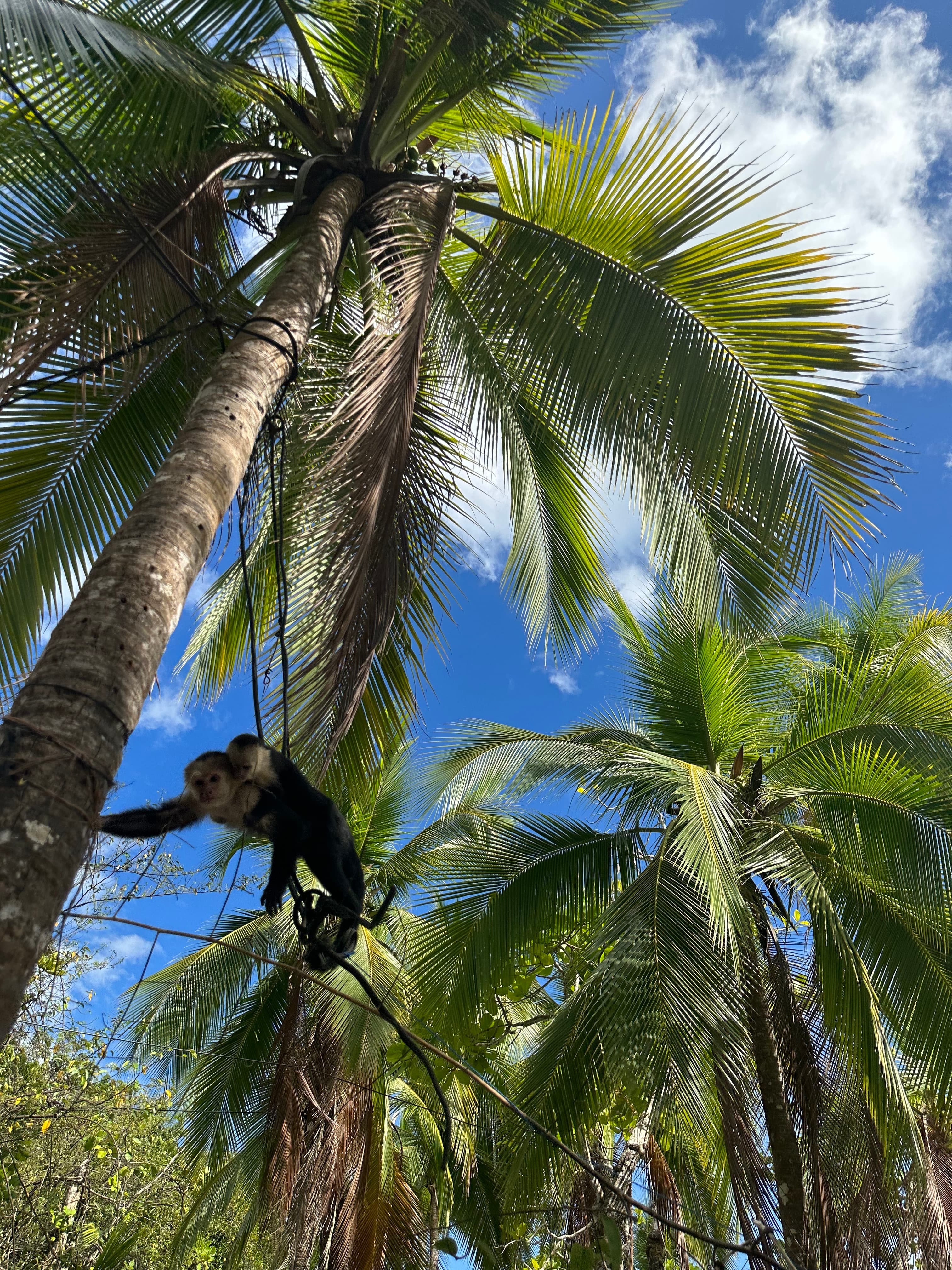 A monkey swinging from a palm tree during the daytime.