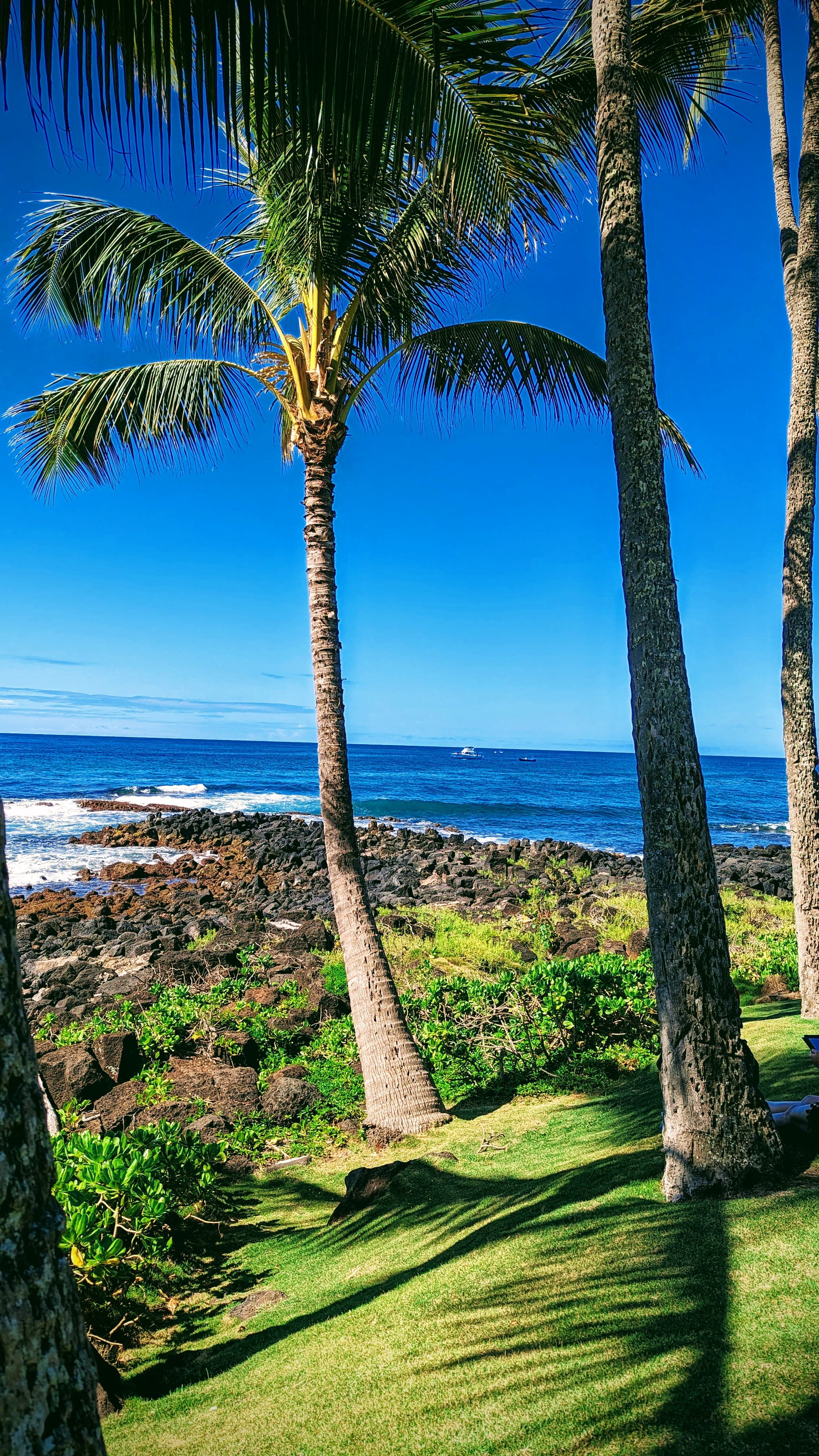 View of three palm trees overlooking the sea on a sunny day
