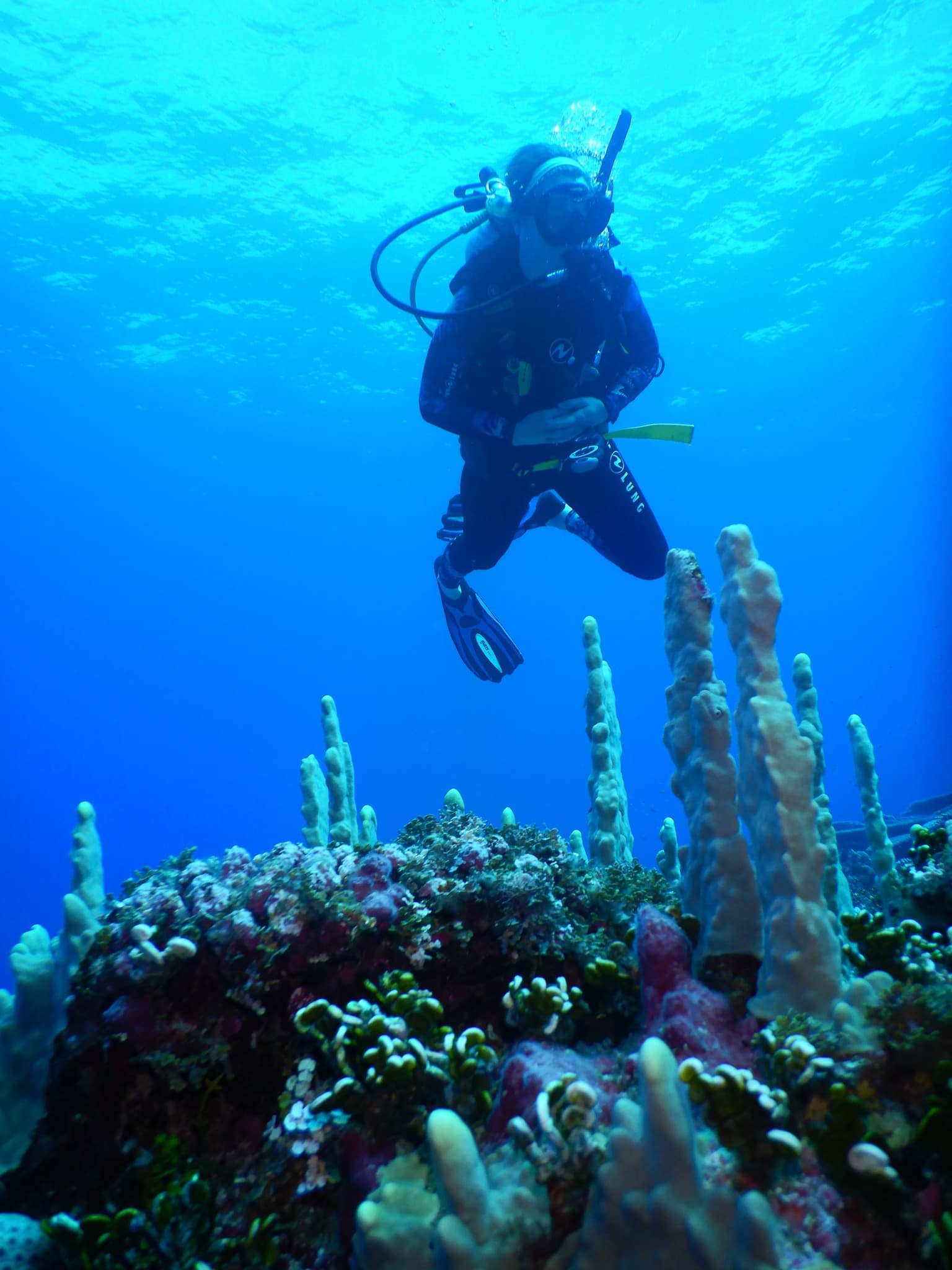 A scuba diver floats in the watery abyss above coral that reaches toward the surface.
