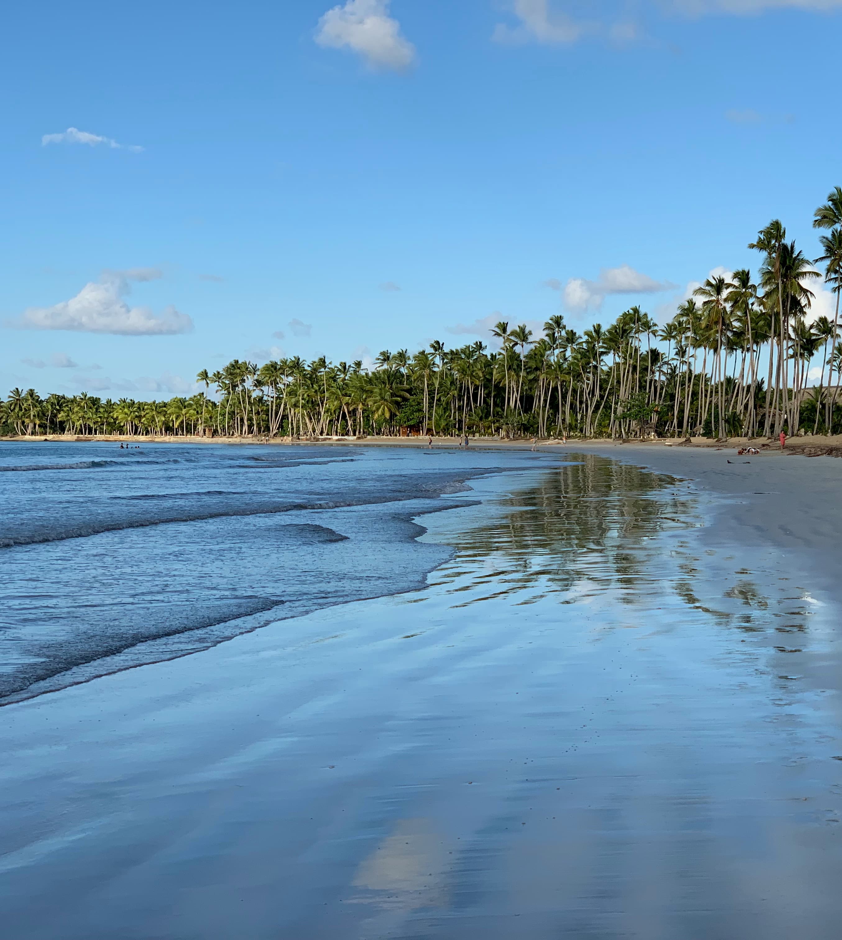View of a beautiful wide stretch of beach lined with dozens of palm trees