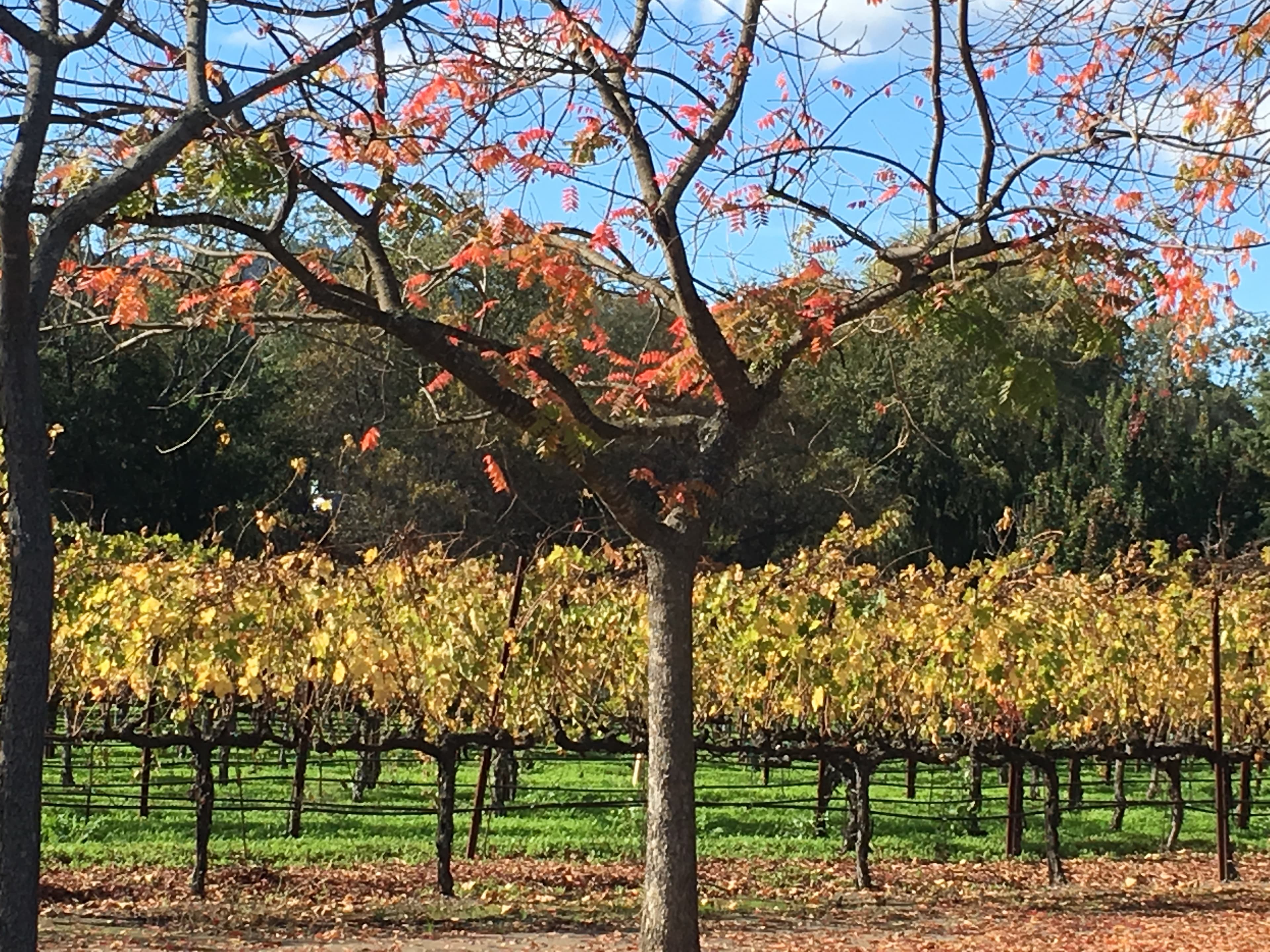 View of a vineyard on a sunny day