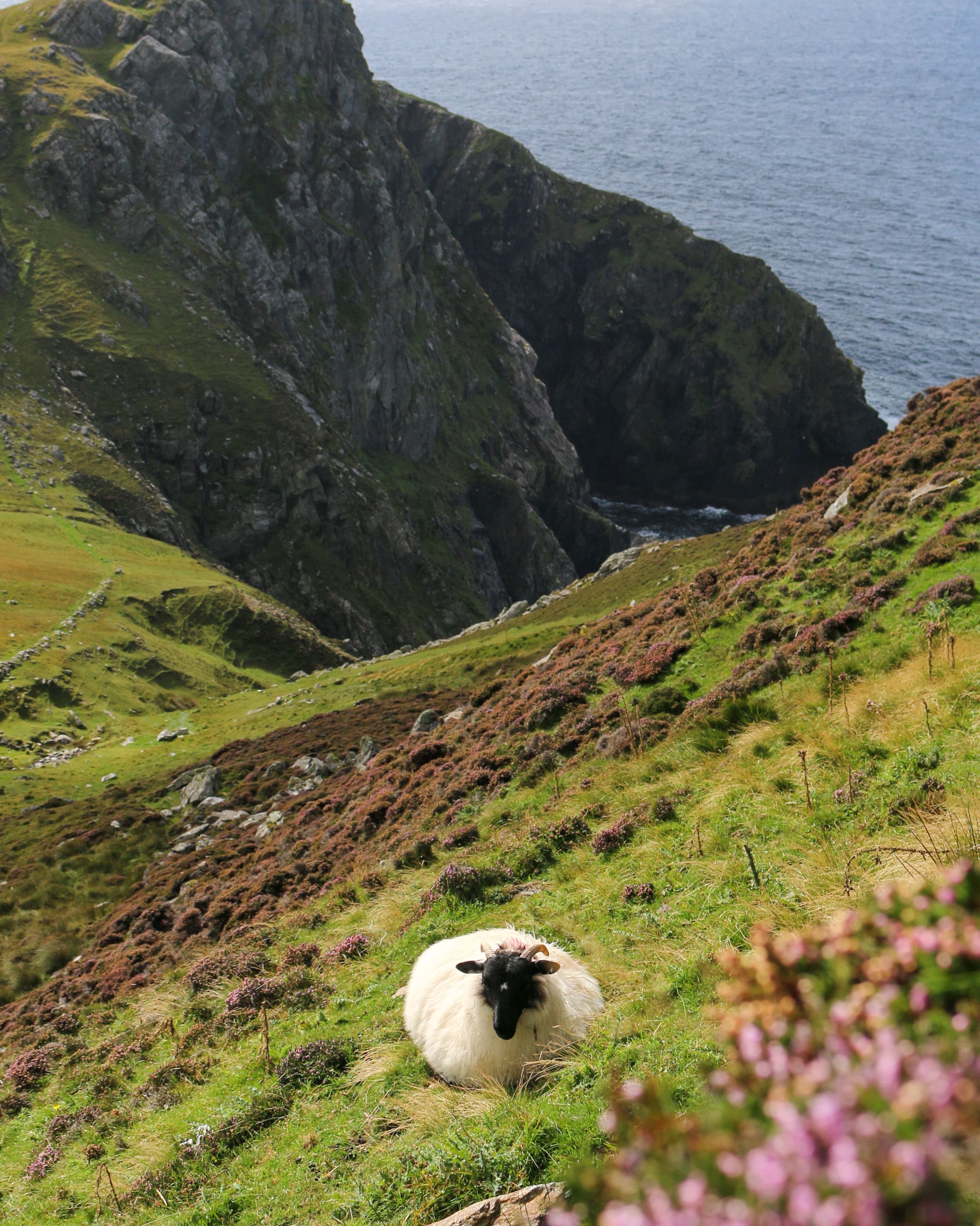 View of a lone sheep sitting on a grassy mountain slope overlooking the sea