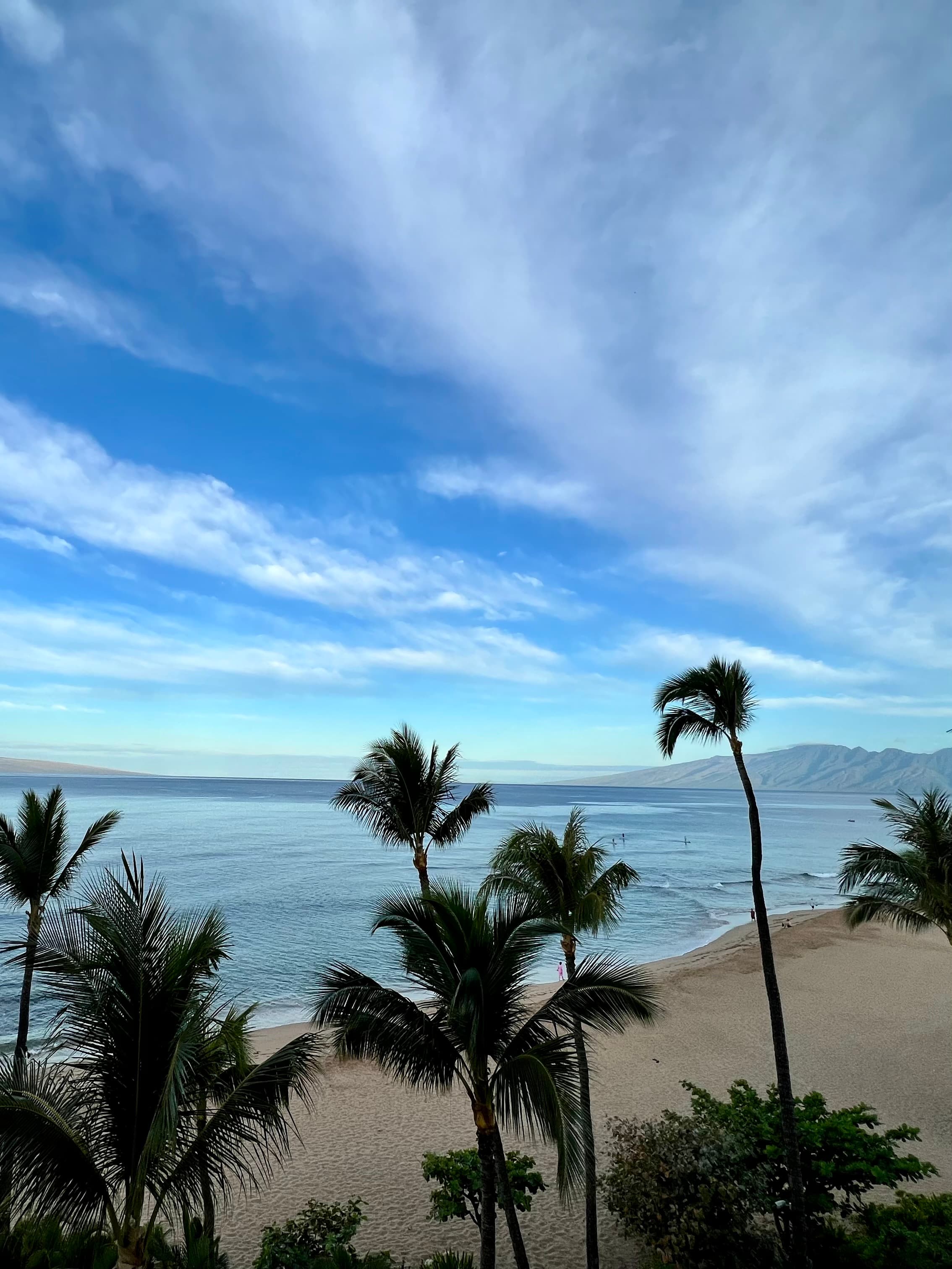 Palm trees over the ocean.