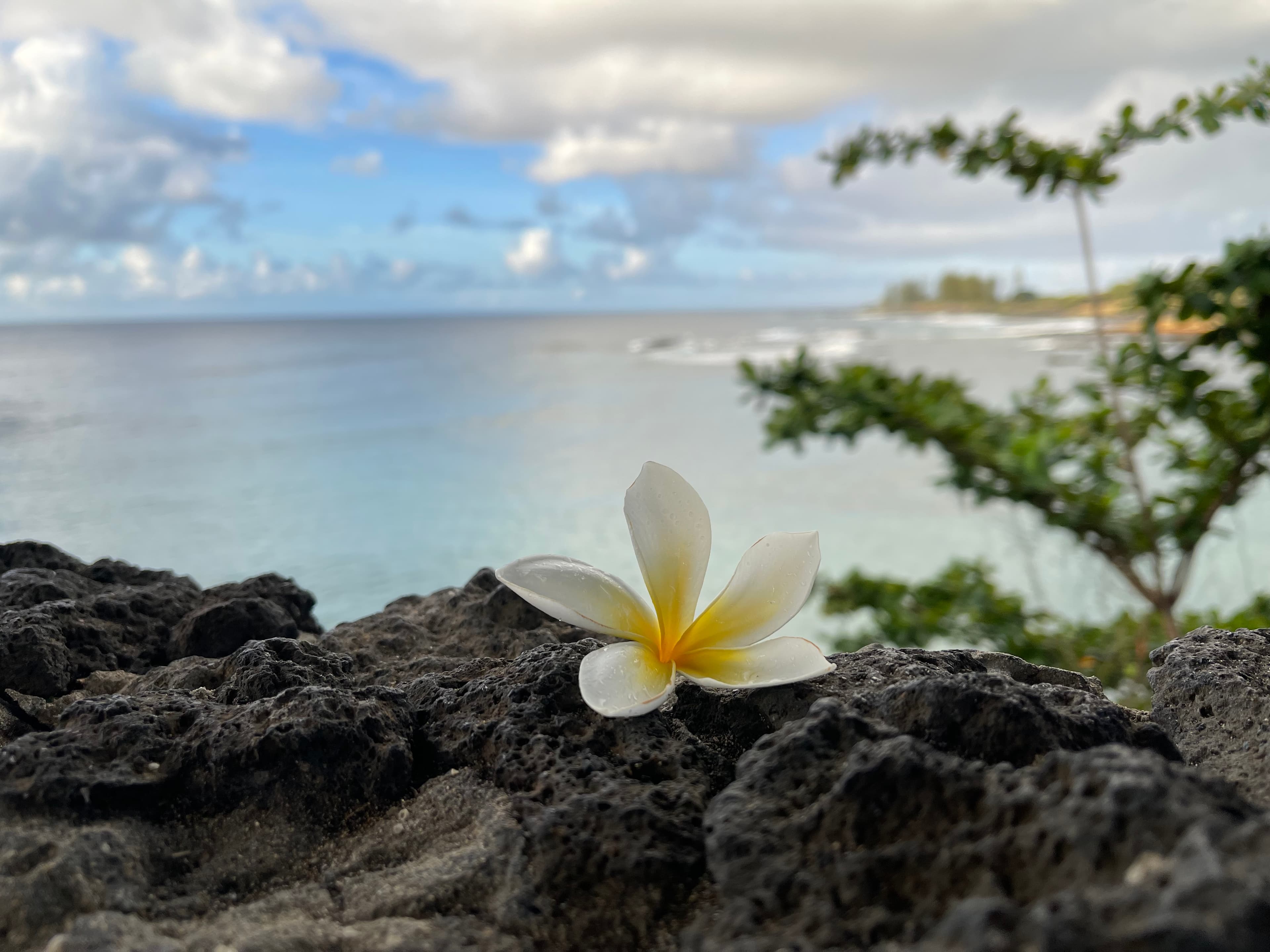 Close up of a small white and yellow flower sitting on a rock with the sea in the background
