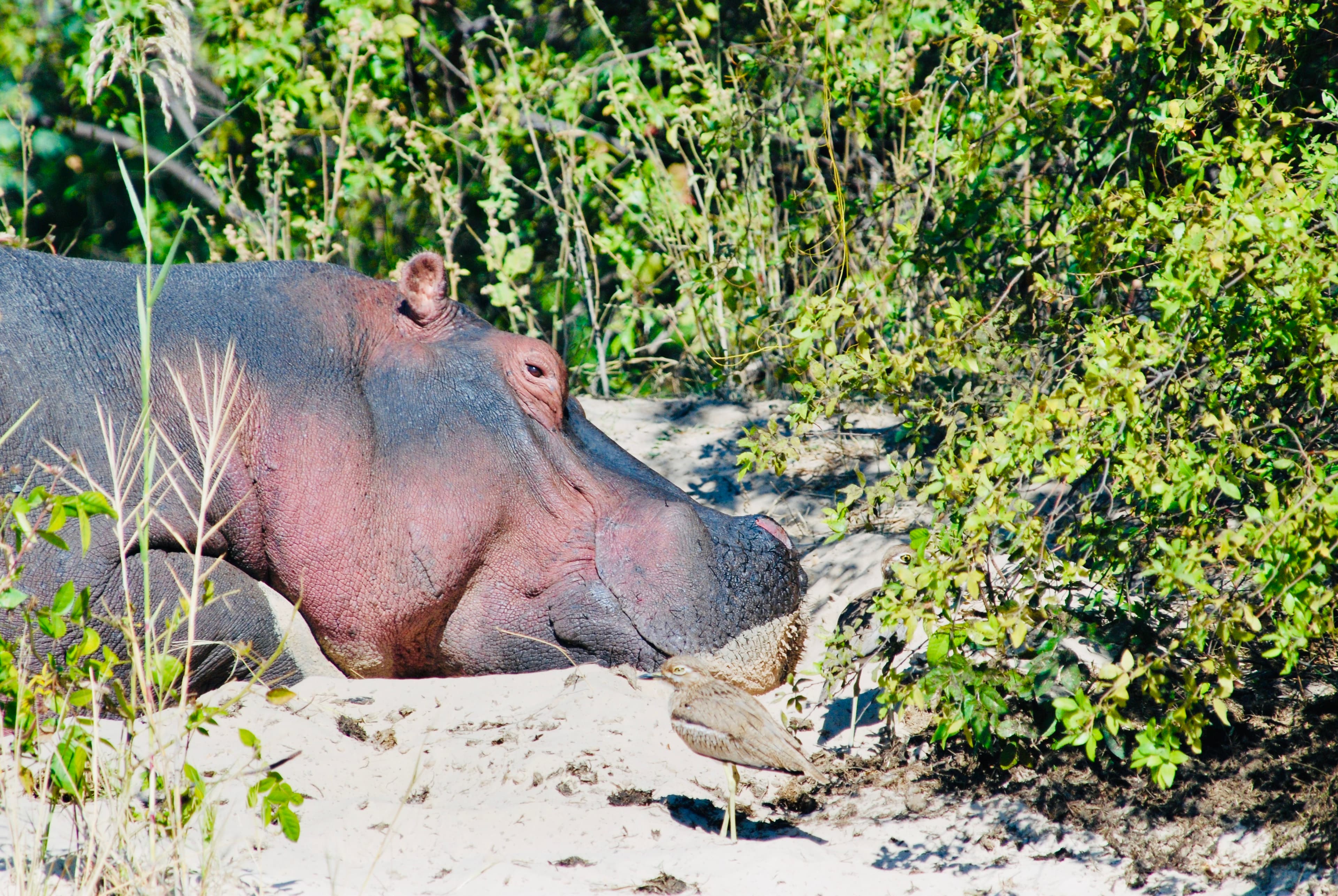 View of a hippo lying in the sand as seen on a safari