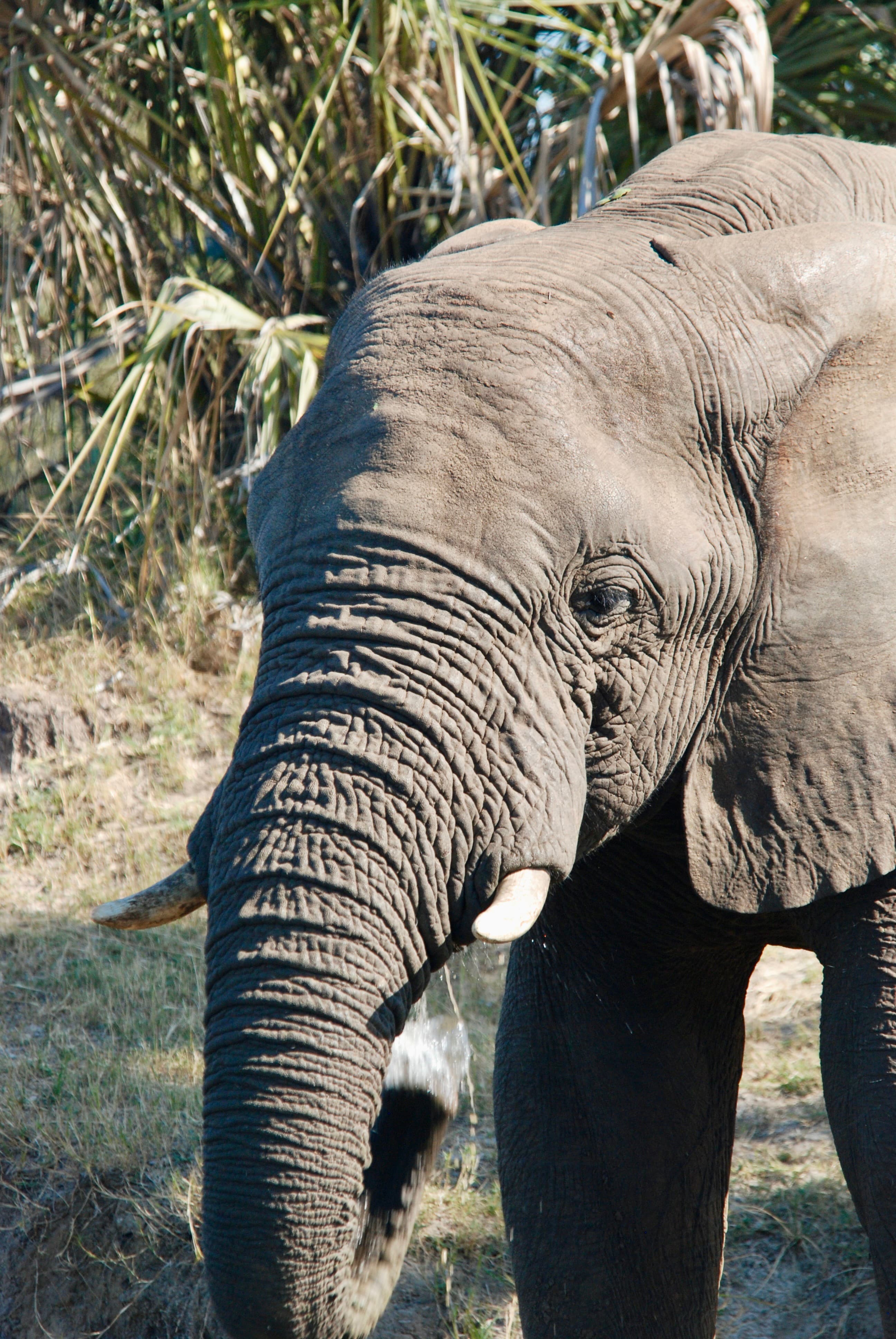Close up view of an elephant in the wild on a sunny day