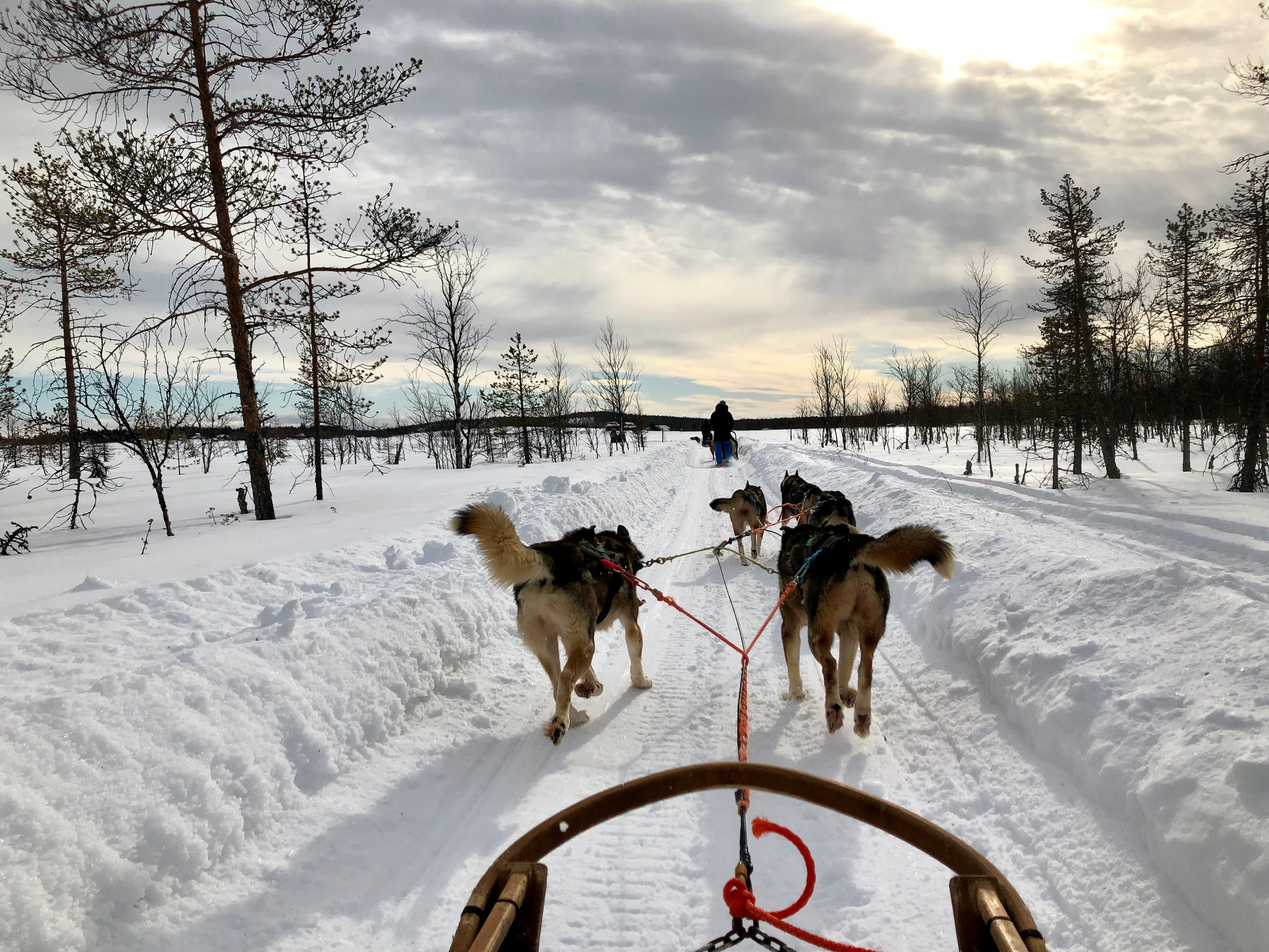 A team of sled dogs pulling a sled through the snow
