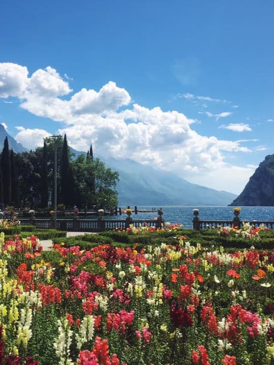 Tulips under the clouds.