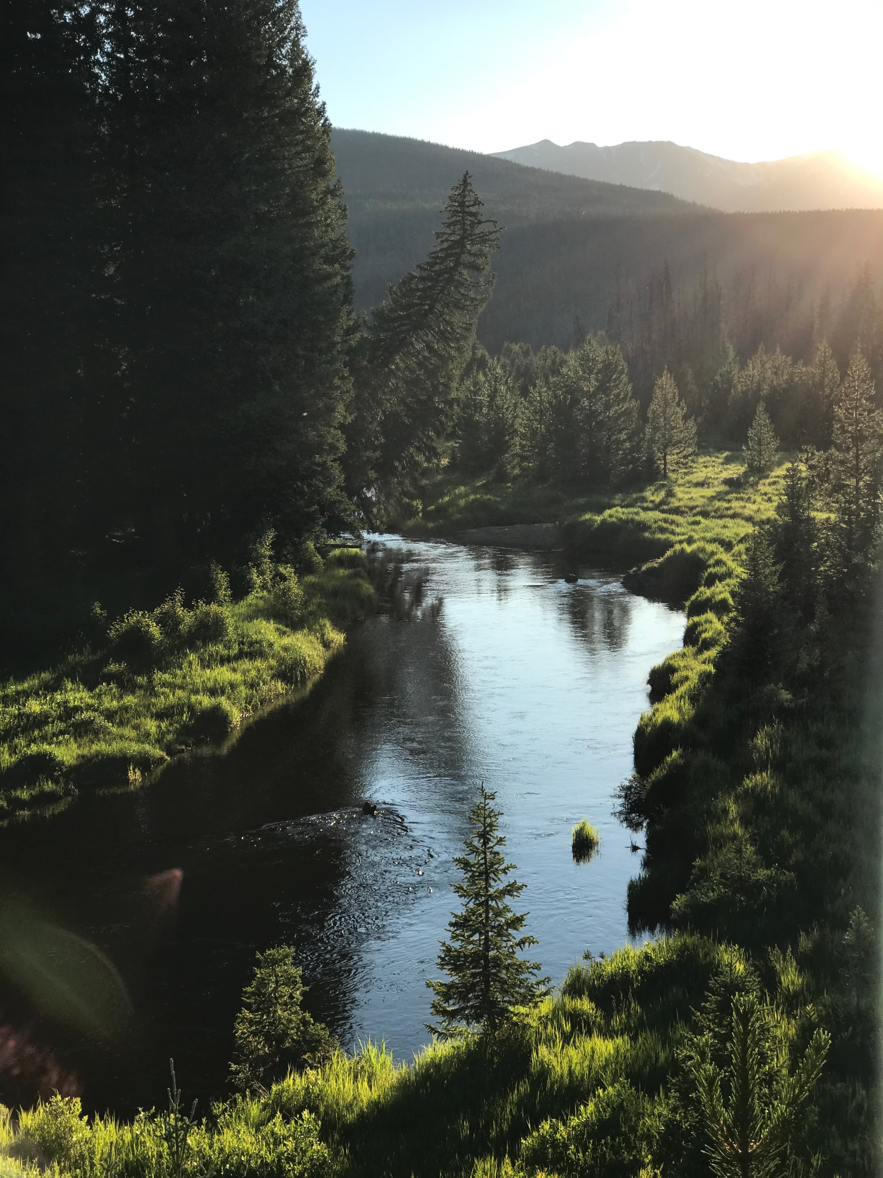 View of a beautiful tranquil river in a lush green forest under sunny skies