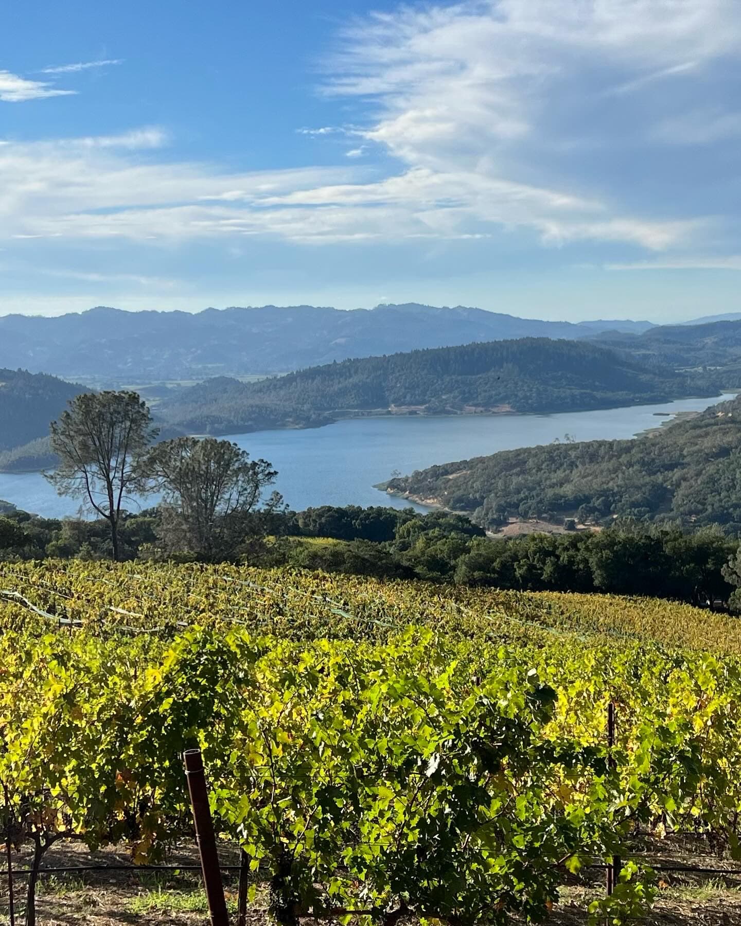 View of a sunny vineyard overlooking the sea and nearby hills