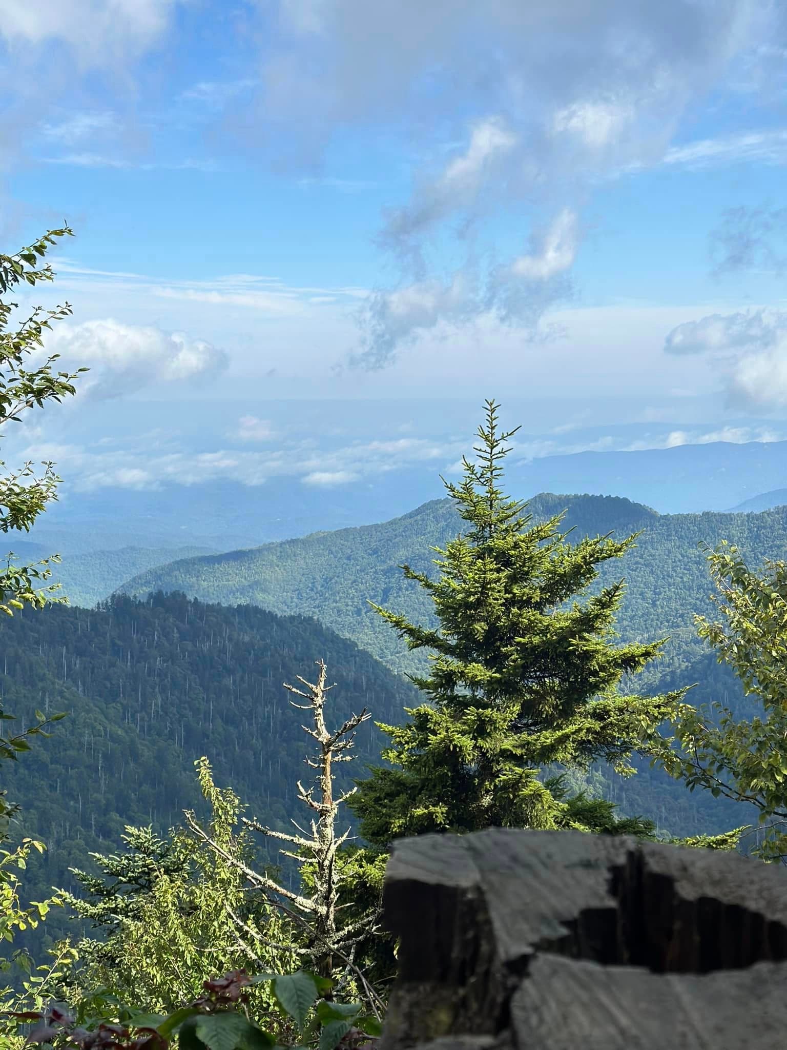 A forest viewpoint with mountains in the distance