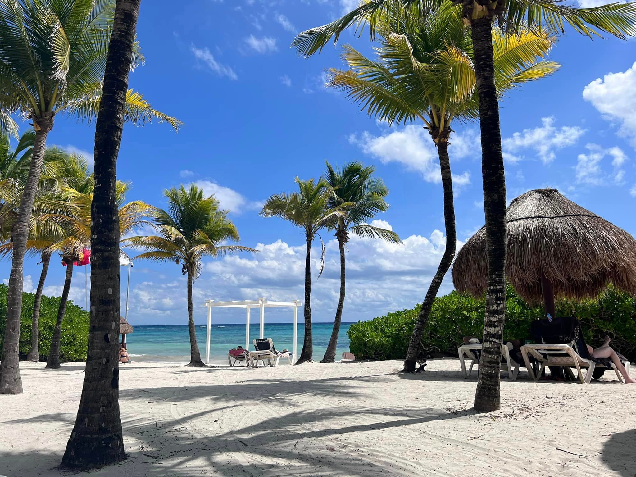Palm trees on a beach during the daytime