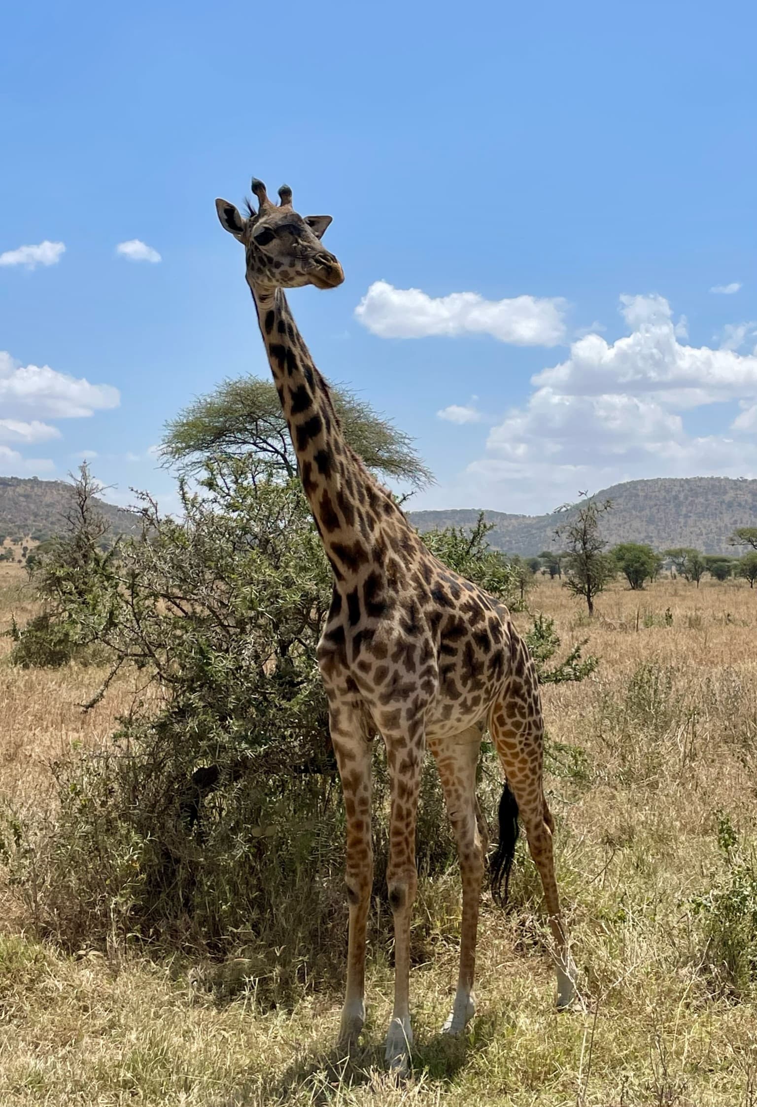 View of a giraffe spotted on a safari on a sunny day