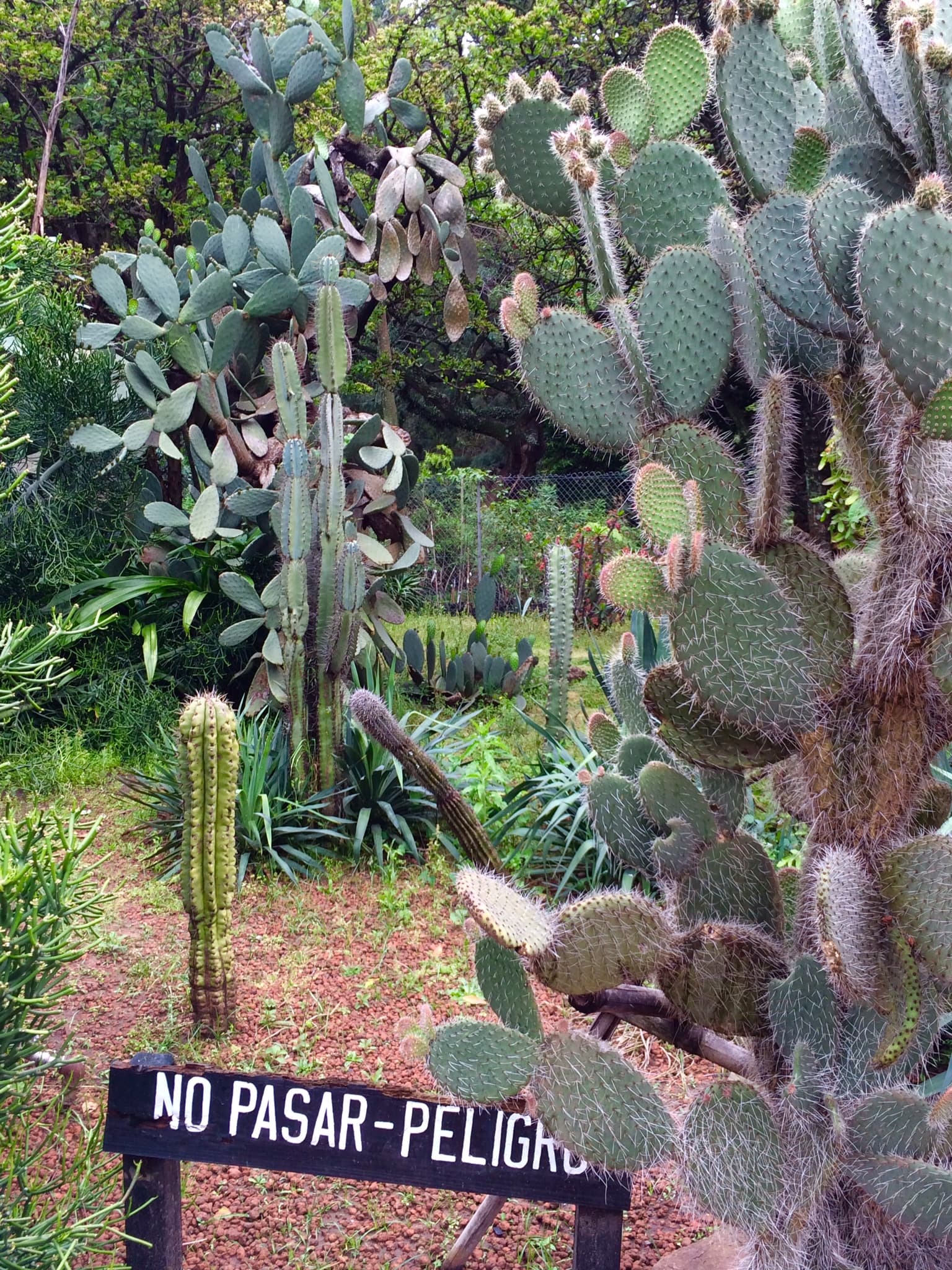 View of several large cacti with a sign reading “no pasar” in front