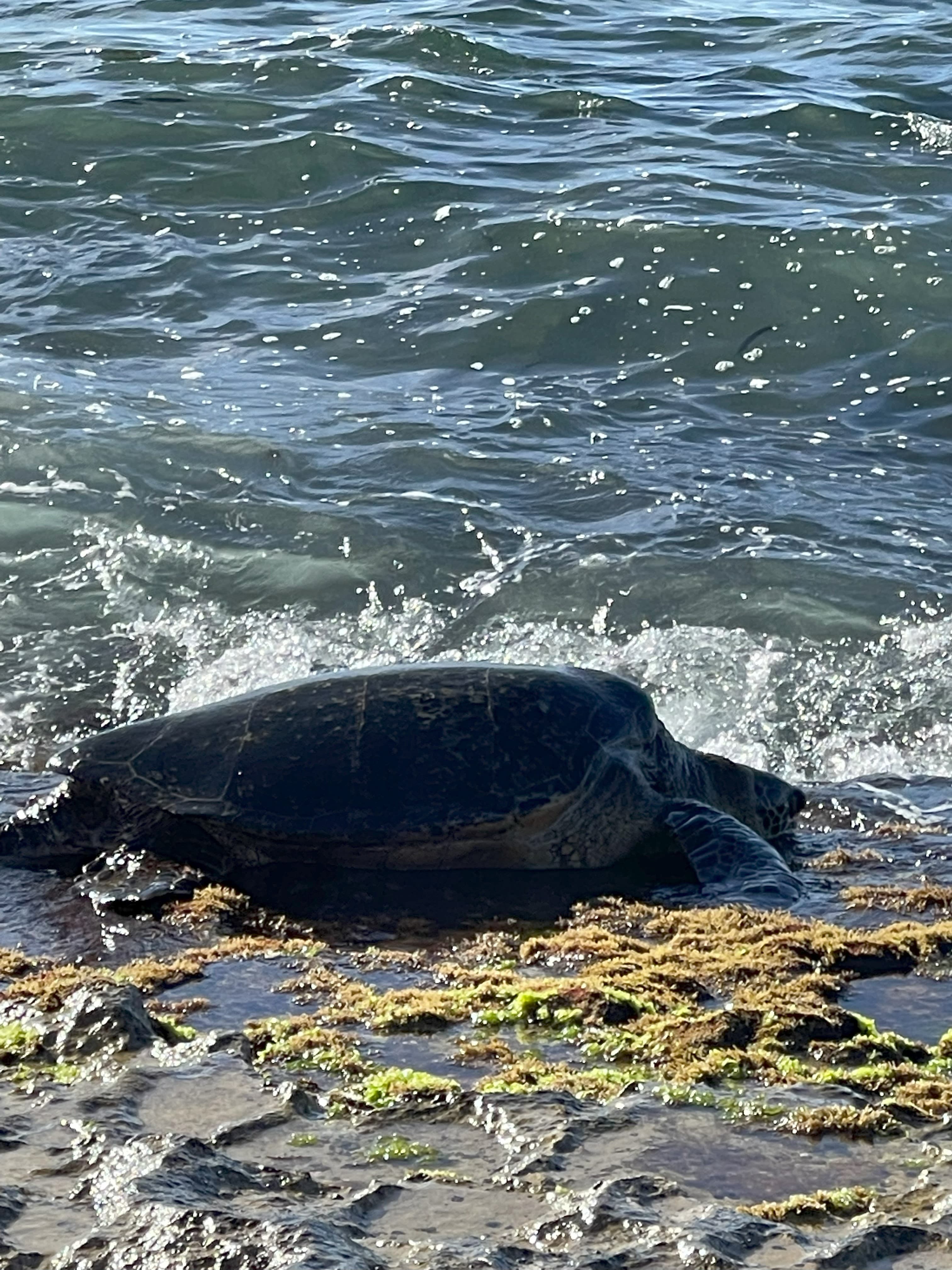 View of a large sea turtle crawling into the ocean on a sunny day