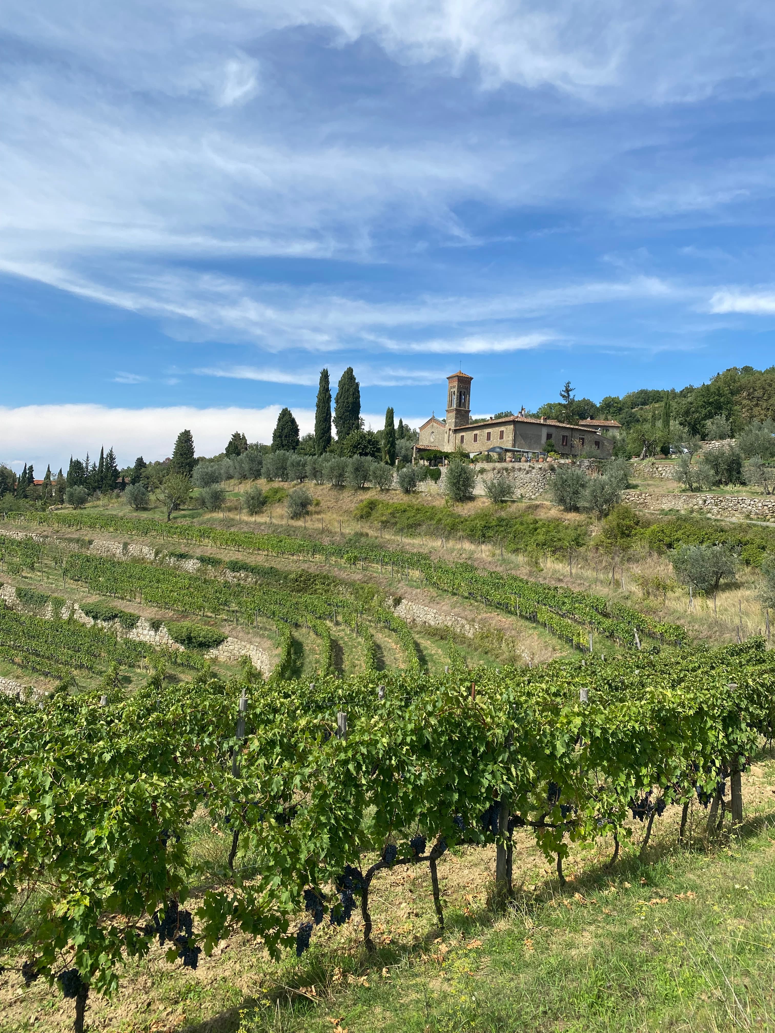 Beautiful view of vineyards in the countryside on a sunny day