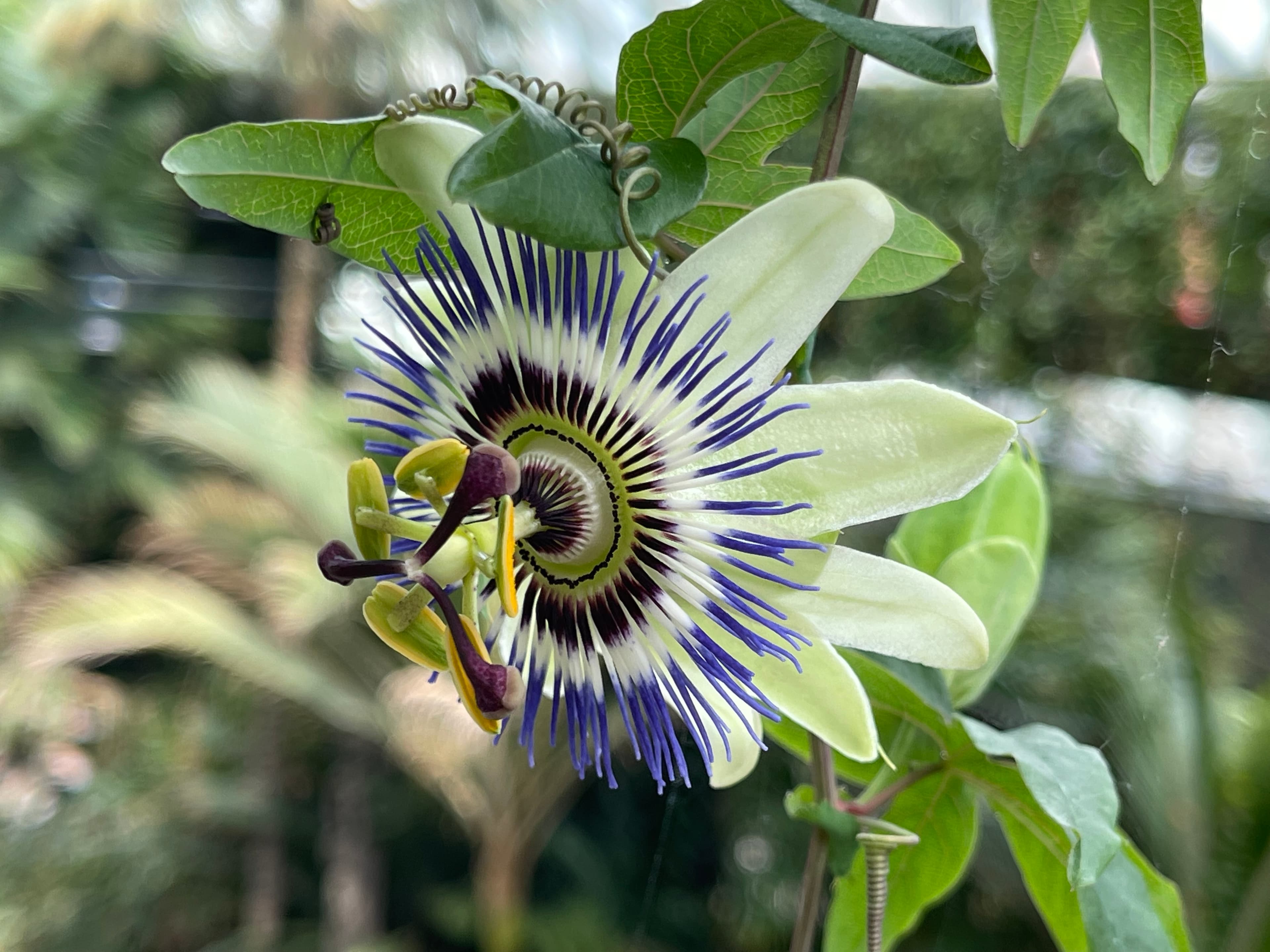 Close up of a large purple and white flower in full bloom