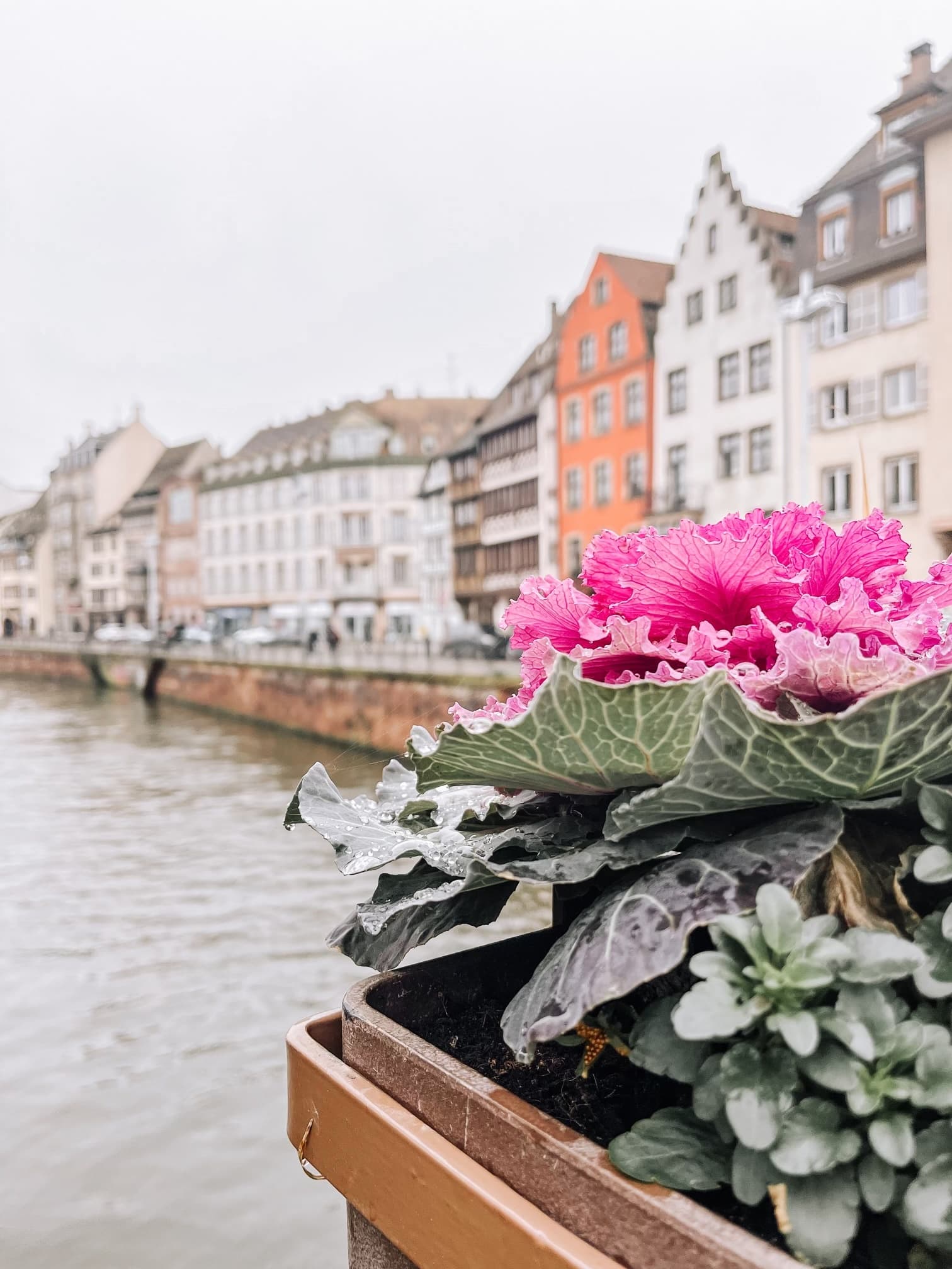 View of pink flowers by a canal in Strasbourg, France