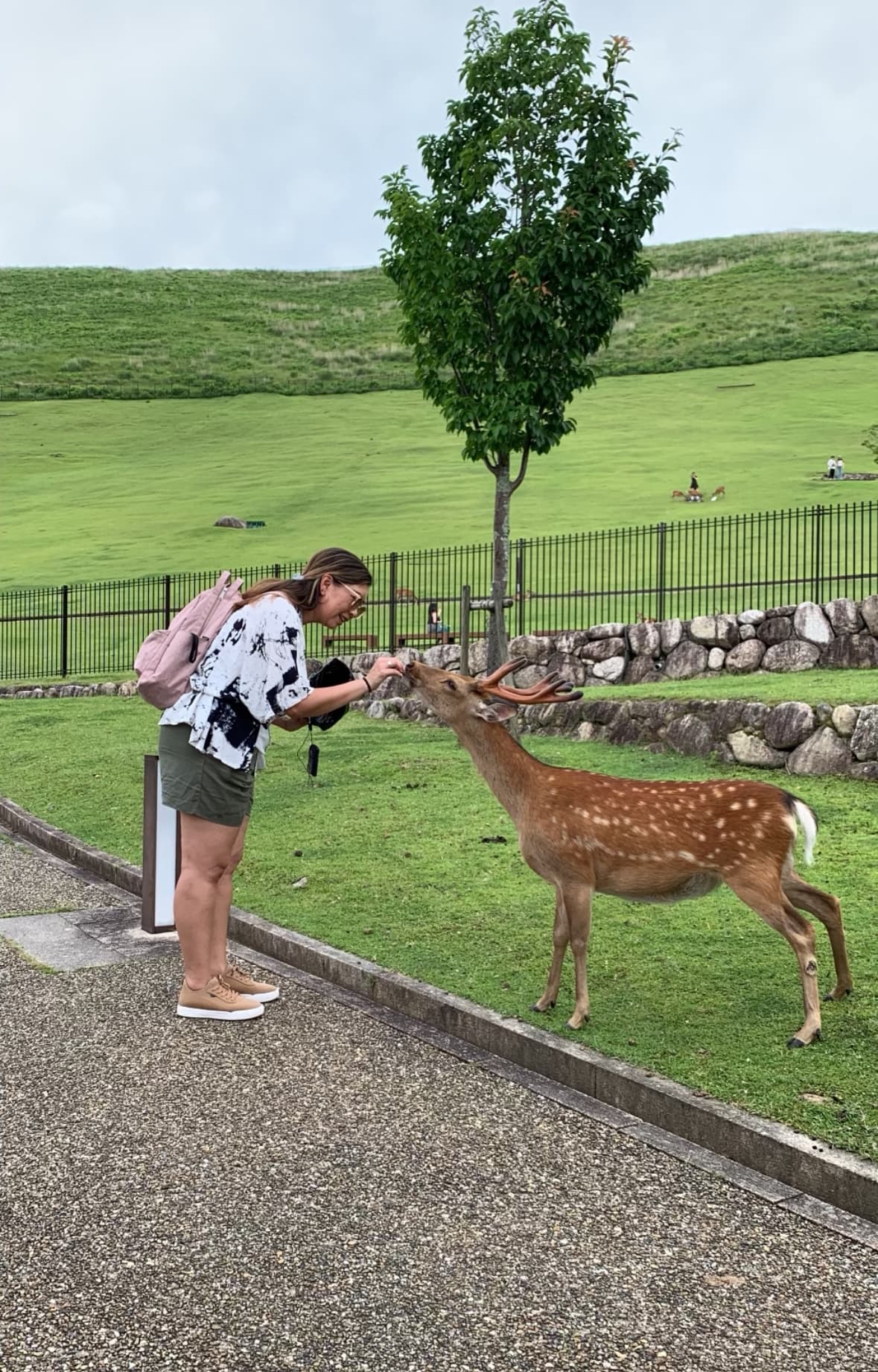 Advisor feeding a deer on a grassy hill