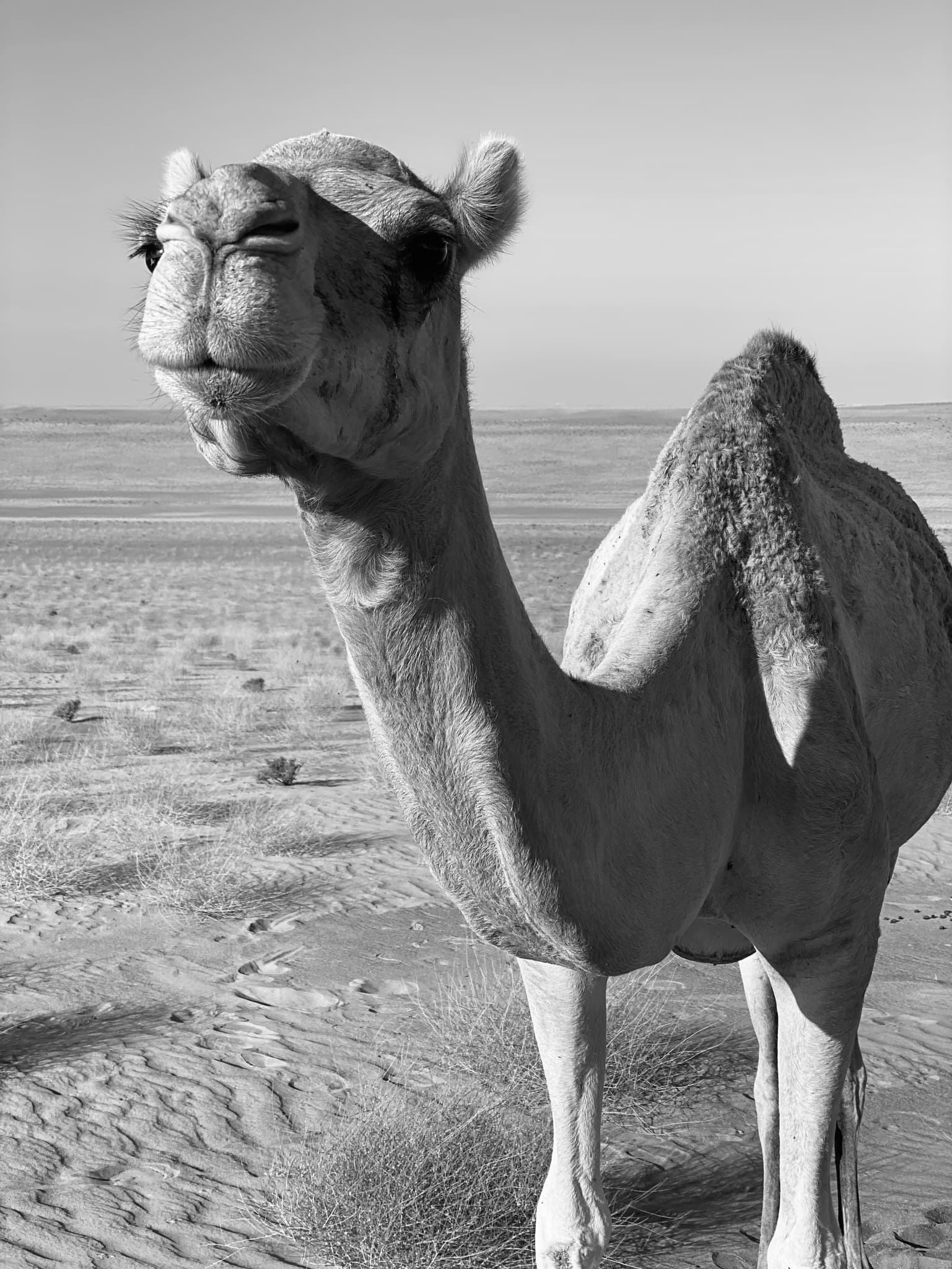 Black and white close up image of a camel in the desert