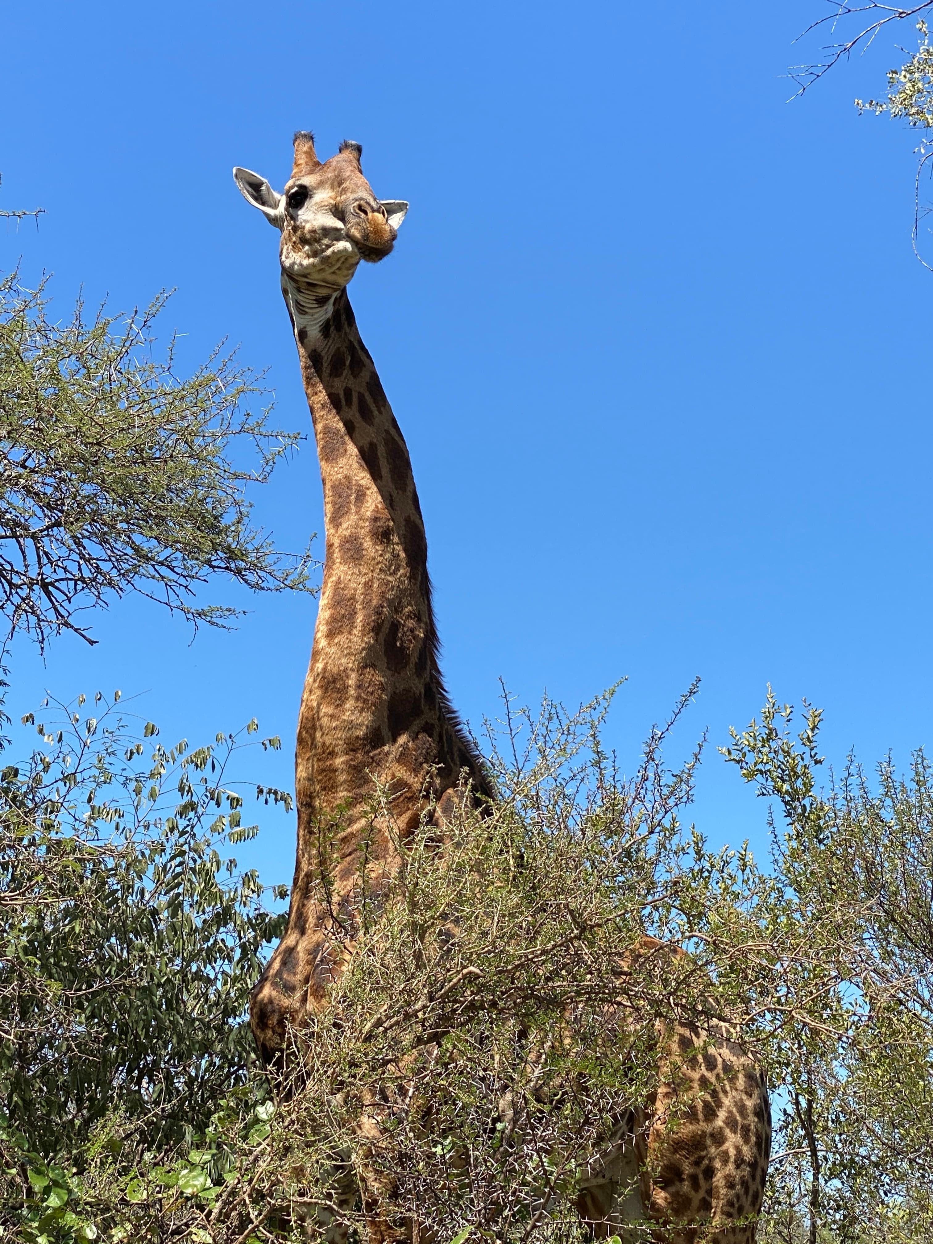 Close up of a giraffe in the trees spotted on a safari