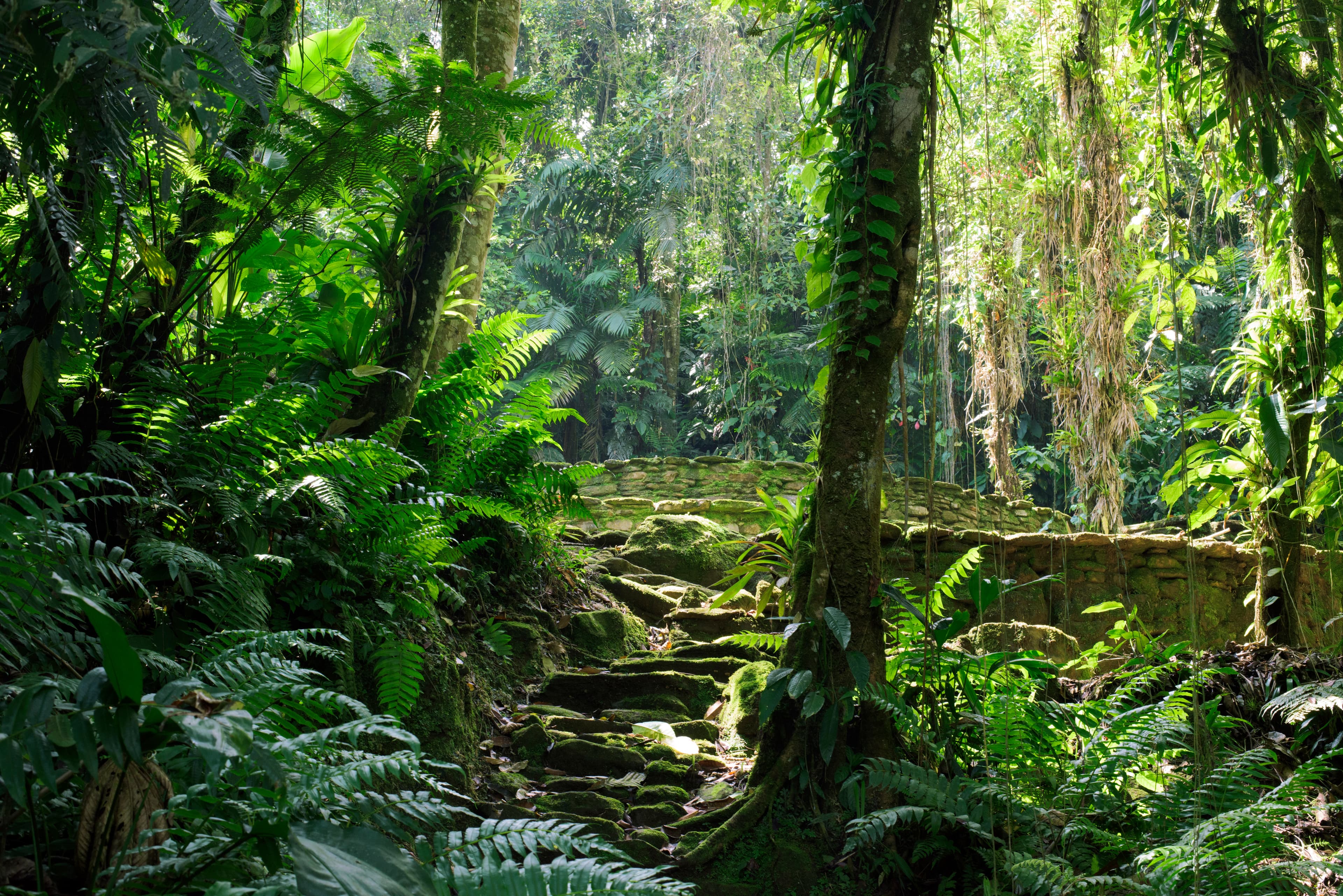 A view of a jungle during the day time with tropical surroundings.
